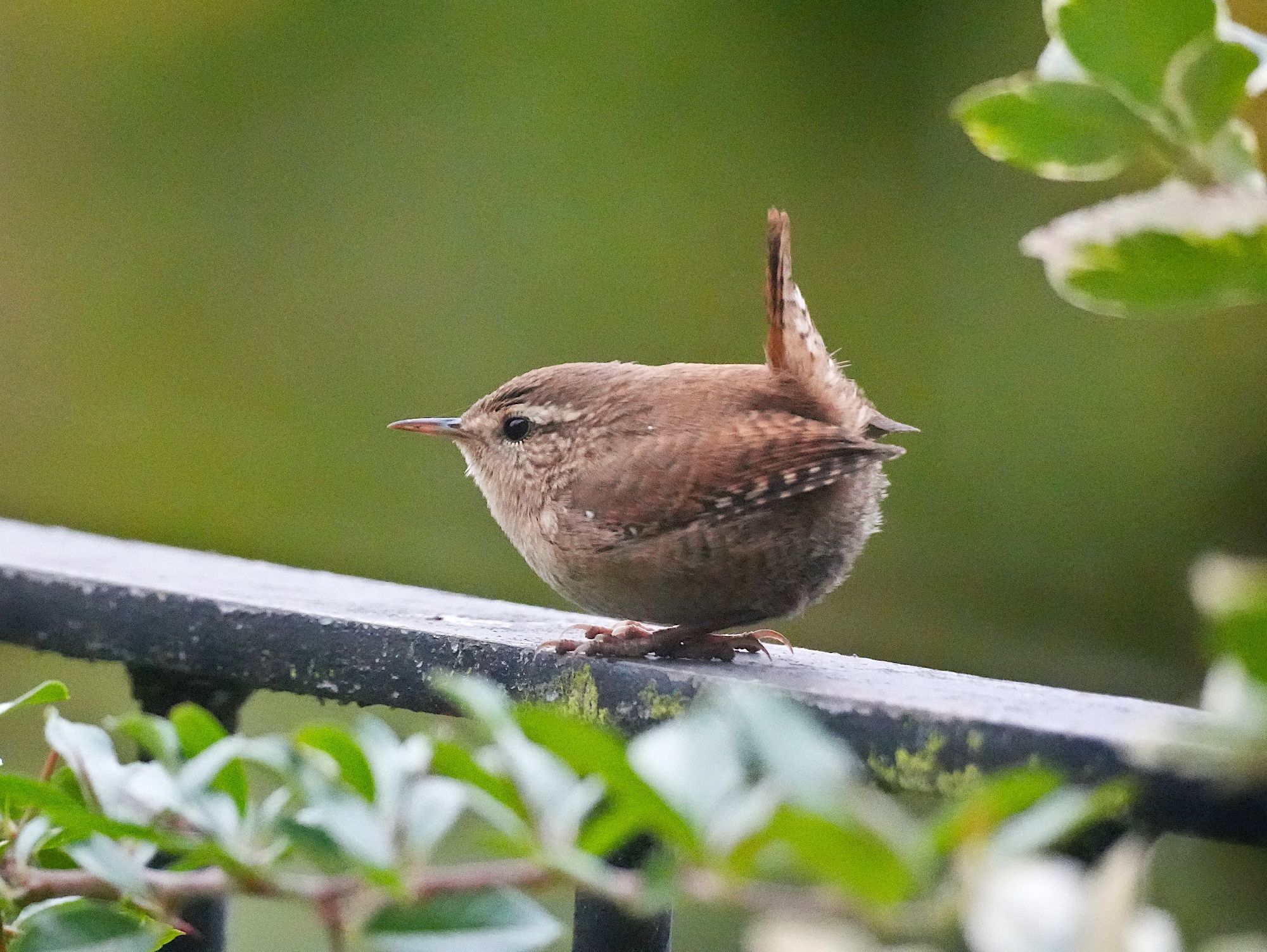 A photo of a wren on a black metal fence