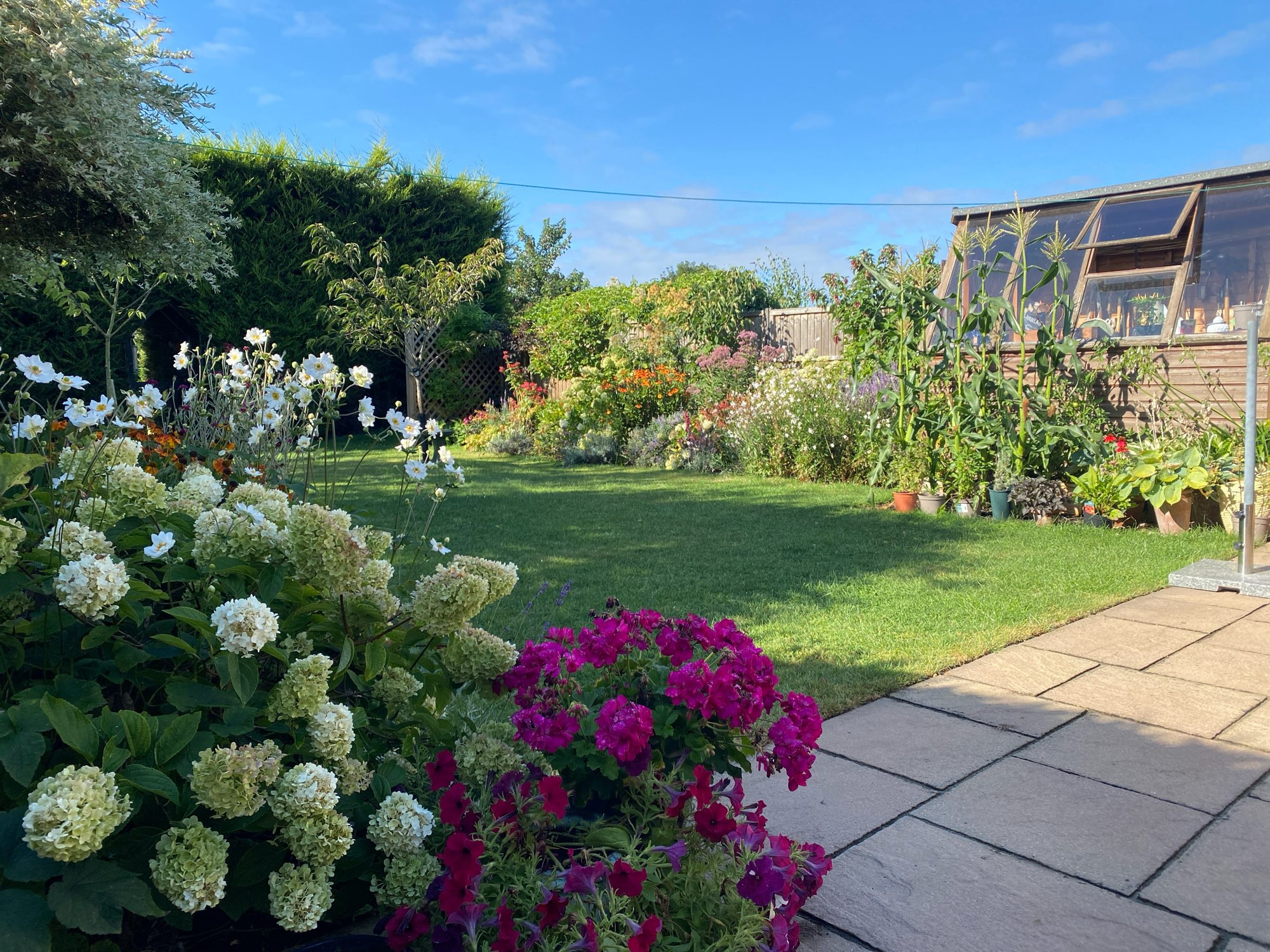 cottage garden style with geraniums, hydrangeas anemones and hellenium