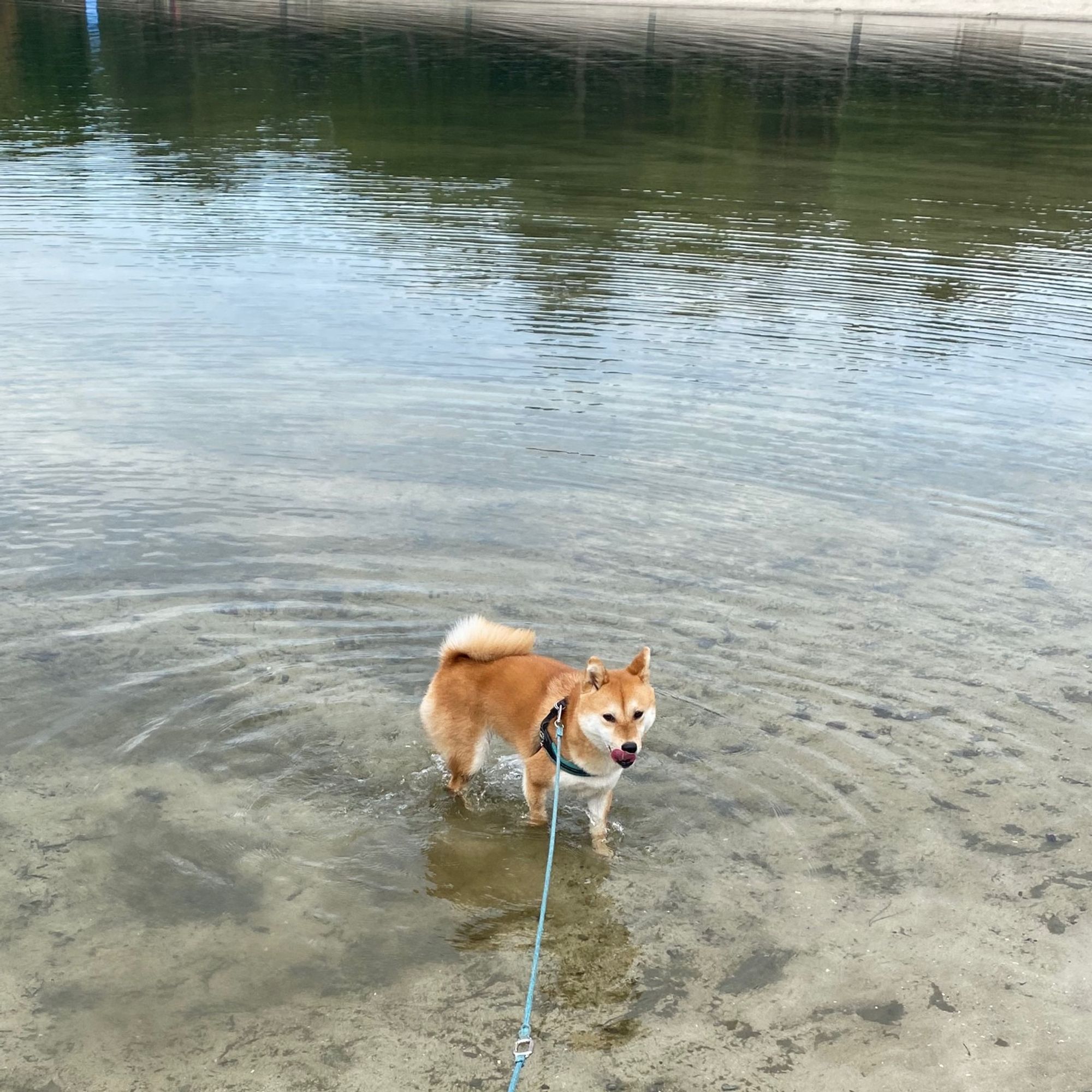 Maki is playing in the shallow water of a sandy beach.