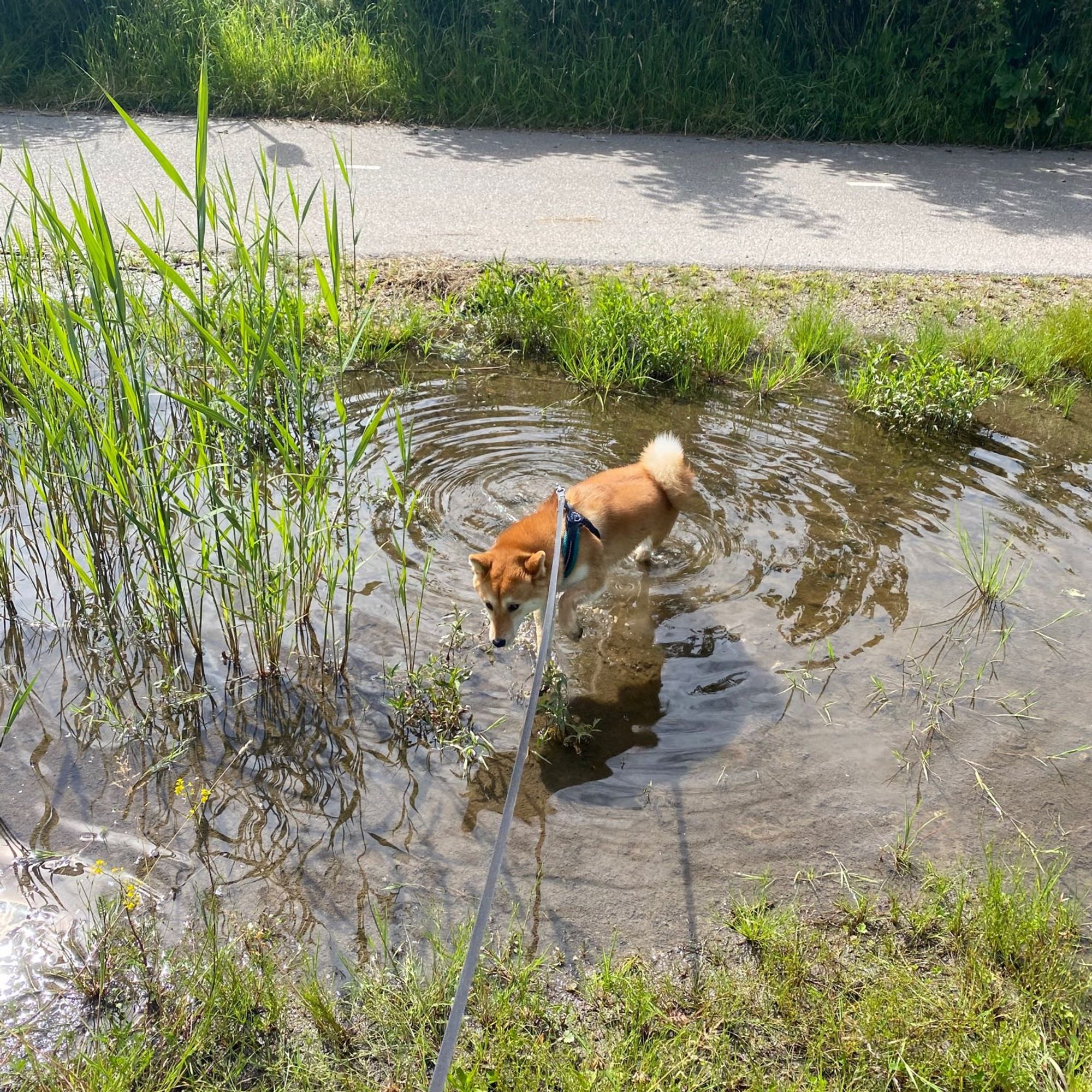 Shiba inu Maki wading through a deep roadside rain puddle in a grass patch.