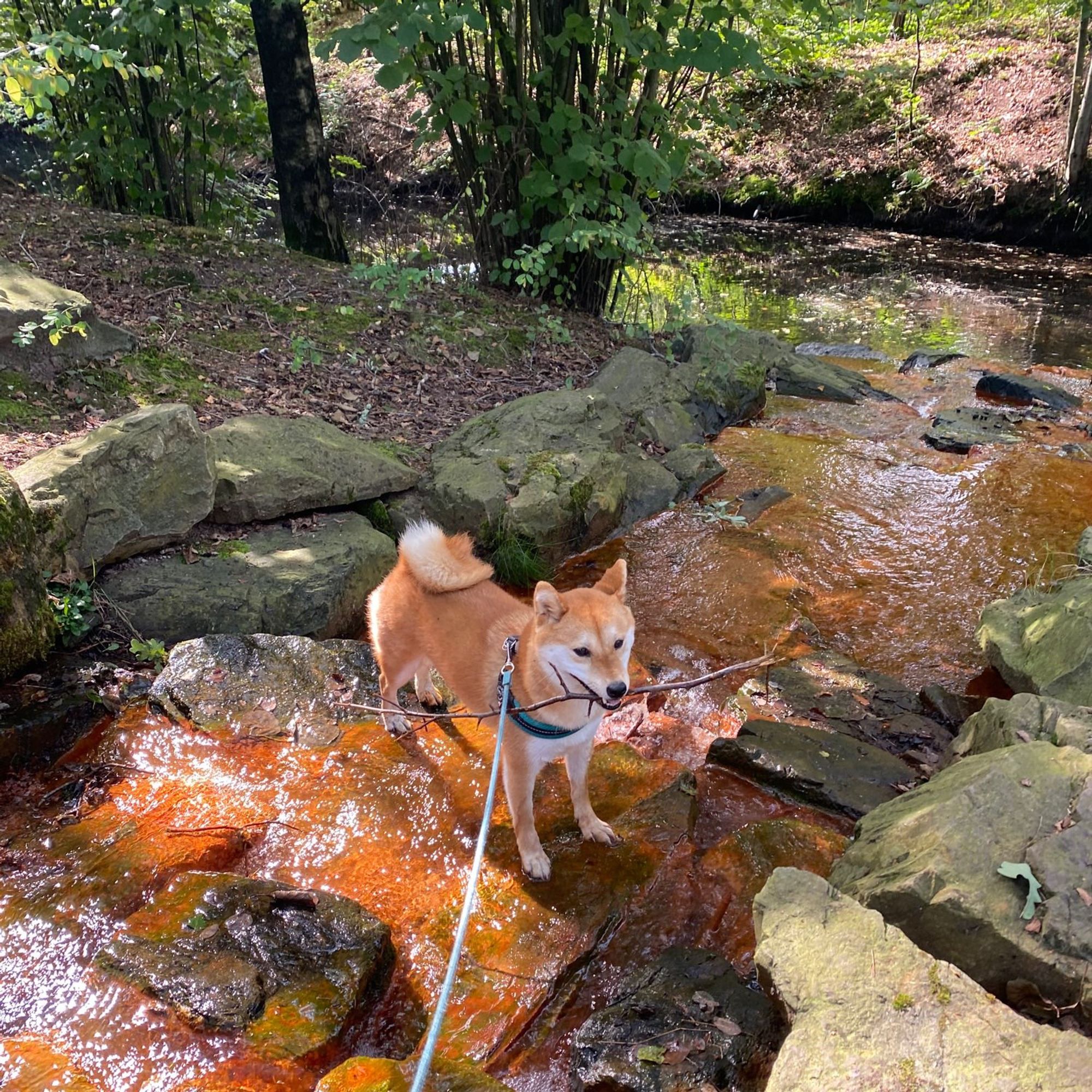 Shiba inu Maki crossing a stream of water in a forest. She is carrying a stick. The stream is surrounded by trees and the rocks underneath the water have turned as red as Maki herself.