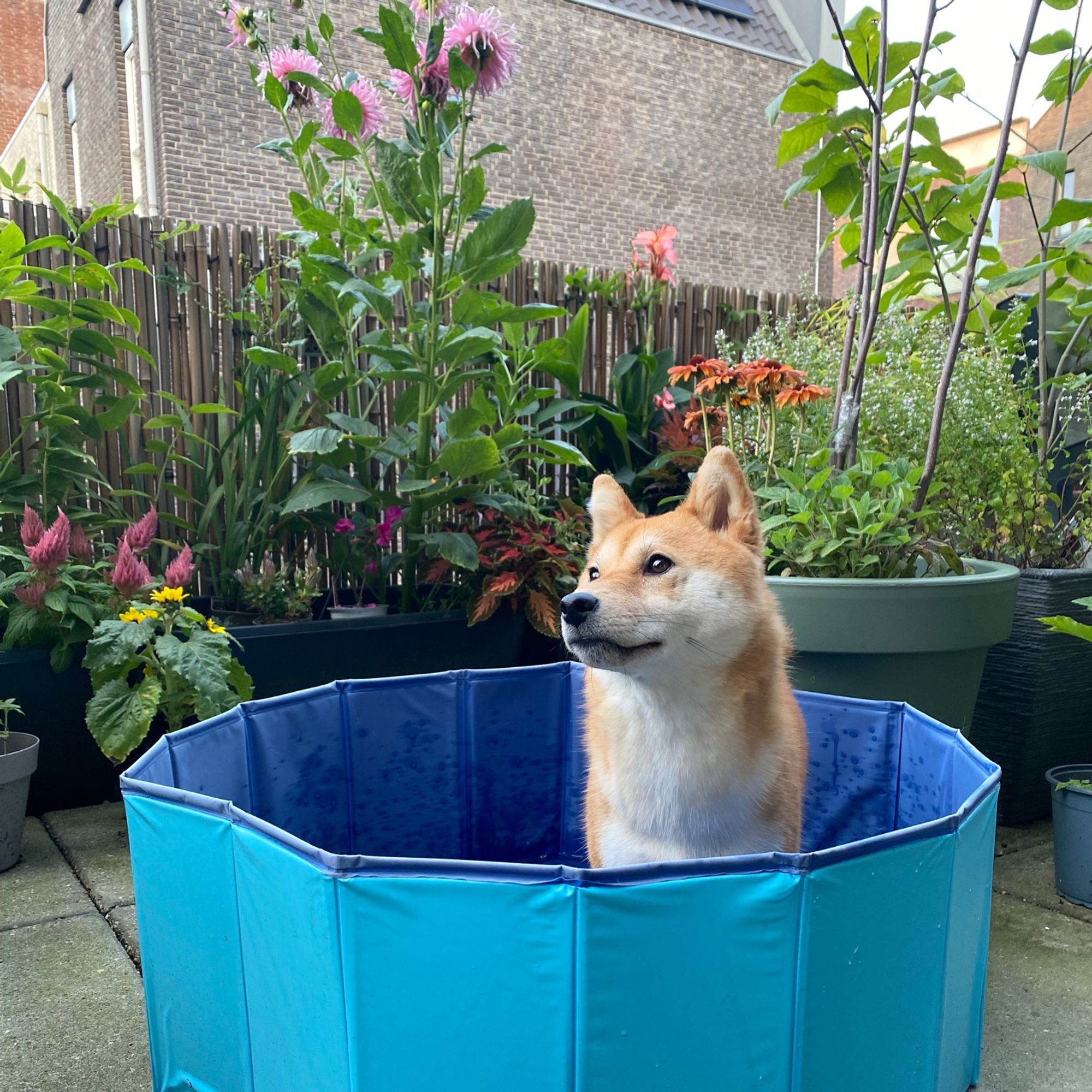 Shiba inu Maki relaxing in her blue doggy pool on the garden terrace, surrounded by various plants and flowers.