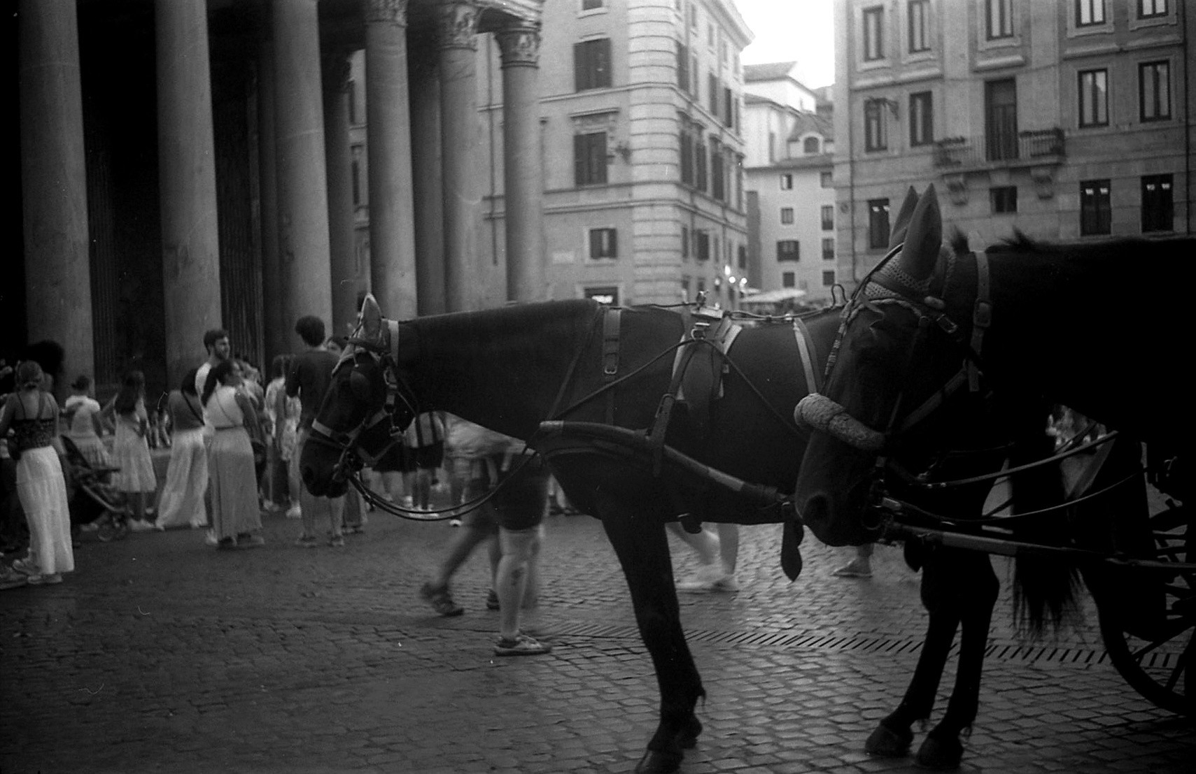 Two horses standing outside the Pantheon in Rome.