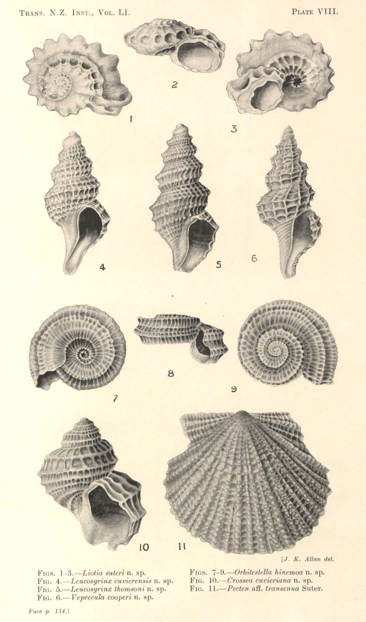 This image is an illustrated plate from a scientific journal, showcasing various species of mollusk shells. The numbered drawings are labeled with both their scientific names and specimen numbers, with detailed outlines of their unique forms and textures. The illustration includes shells of different sizes and structures, likely contributing to marine biological classification studies.