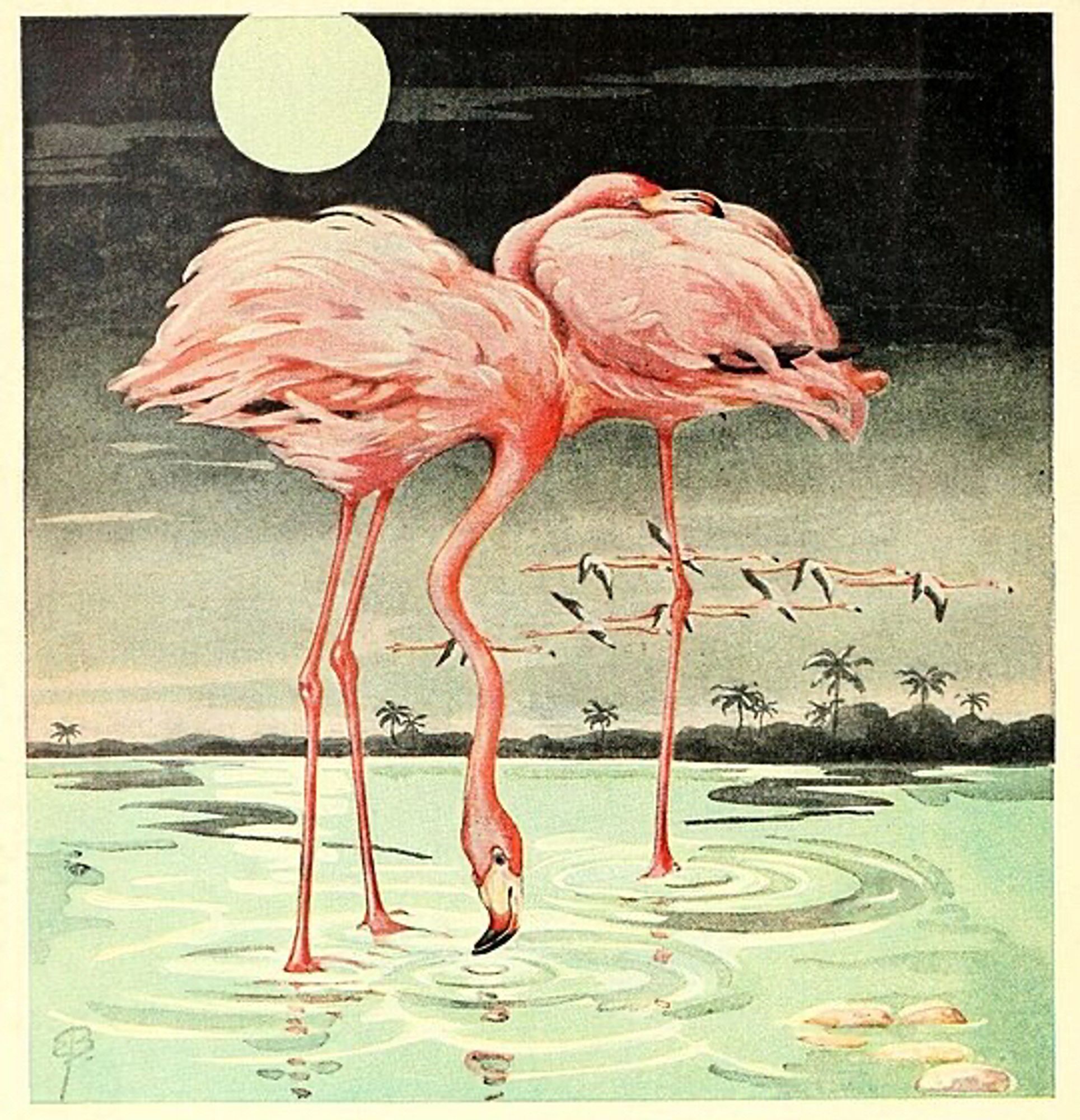 Textbook illustration of flamingos by Bostelmann. A beautiful scene showing featuring two flamingos in a natural habitat under moonlight. One of them is eating and the other one is sleeping on one leg. In the background there’s a group of flamingos flying.