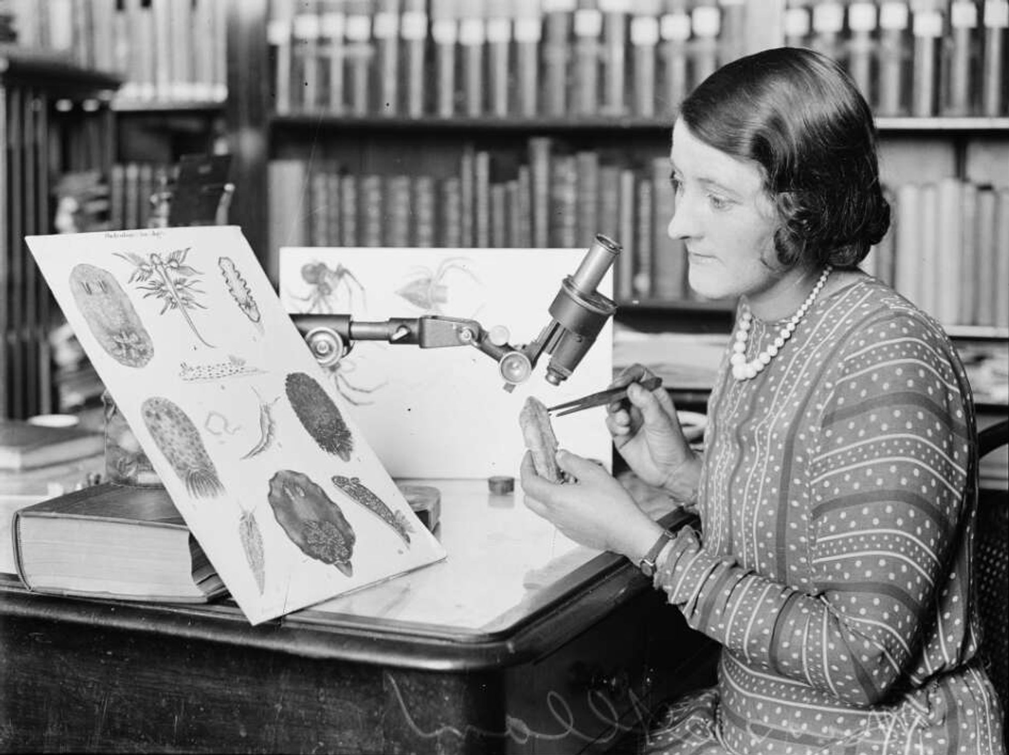 The black-and-white photo shows Joyce Allan sitting at a desk in a museum office. She is a young white woman focused on a sample she holds in one hand, using a set of tweezers to examine it. On her desk, there is a microscope, books, and illustrations of marine organisms. The setting is filled with scientific reference materials.