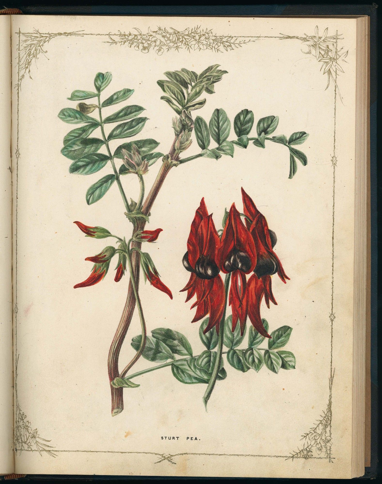 This image depicts a botanical illustration of the Sturt Pea, also known as Swainsona formosa, which is a strikingly beautiful native plant of Australia. The illustration highlights the plant's vivid red flowers with black seed pods at the center, against a stem with green compound leaves. The artwork is detailed, capturing the natural beauty and structure of the flower with its bright colors and graceful form. The page is also decorated with fine border detailing, contributing to the aesthetic of the botanical art.