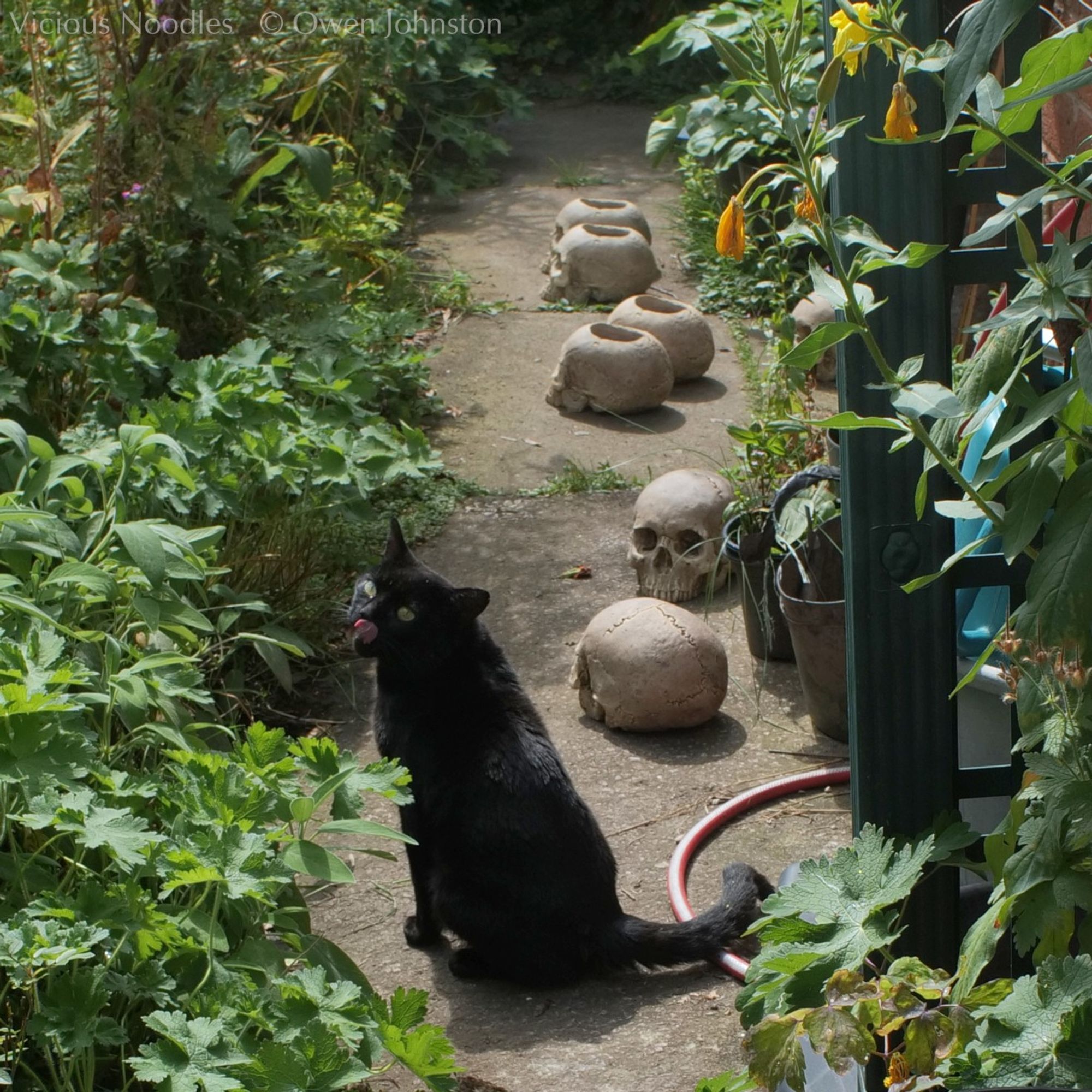 Black cat sits on flagstones next to plaster replica skulls which are drying in the sun. He is licking his lips.