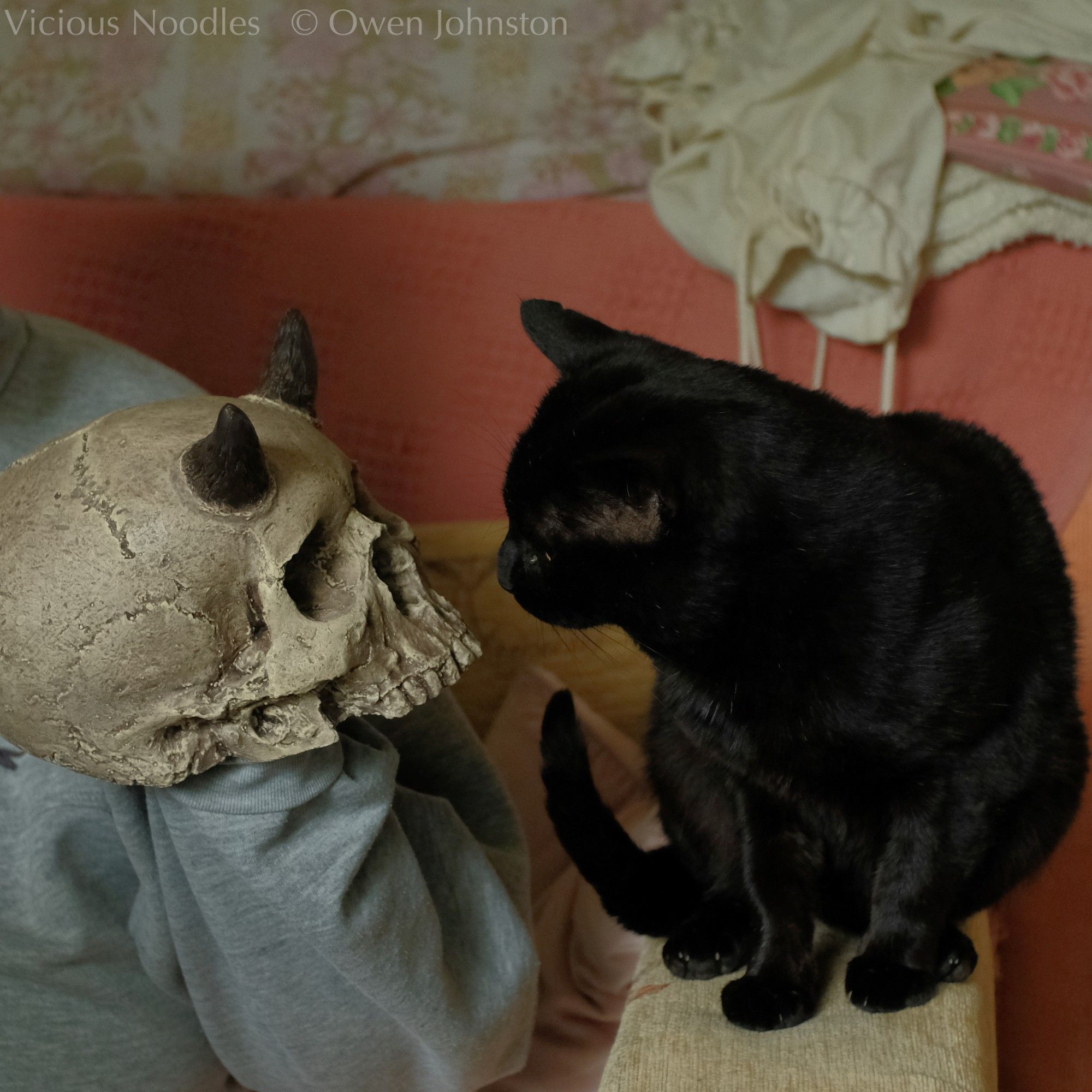 Black cat sitting on the arm of a sofa curiously inspecting a horned human skull replica which is being held in front of him.