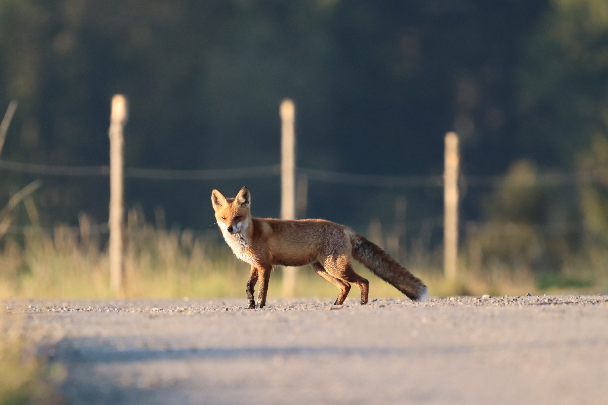 A european red fox stopping while crossing a road. He is illuminated by the morning sun. 