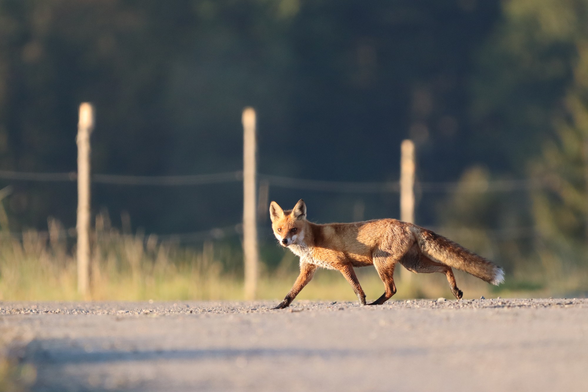 A european red fox crossing the road. He is illuminated by the morning sun. 