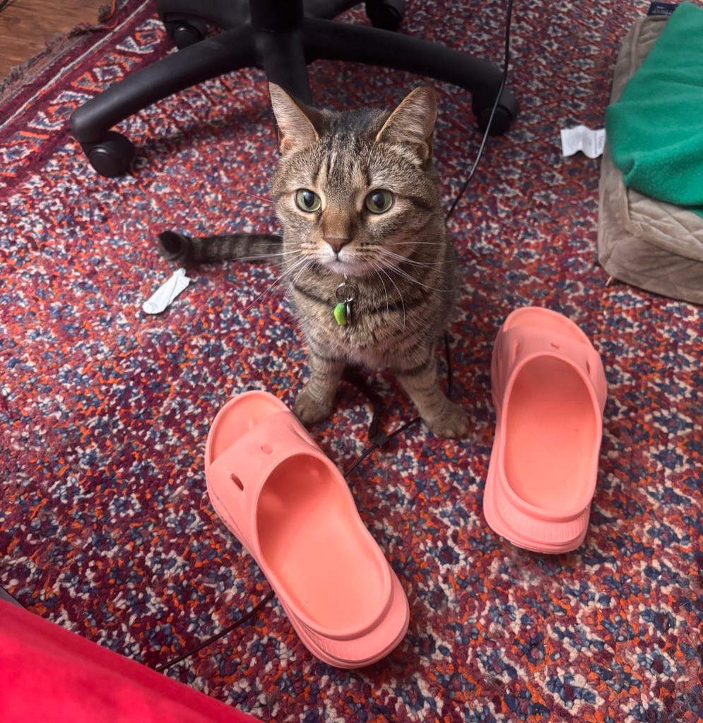 a photo of a standard issue cat sitting on a rug. her front legs are spread out, she is sitting by a pair of house shoes. she does not look sorry for her crime