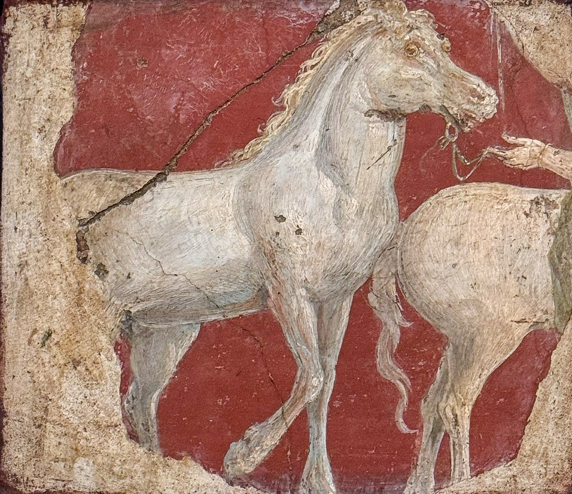 Fresco fragment depicting most of one horse, and the hindquarters of another. They are both white and the nearly complete one has a pale yellow mane. He has a bit in his mouth, and we can see the hand of a person holding the reins; the horse’s right front hoof is off the ground. The background is a deep Pompeiian red.