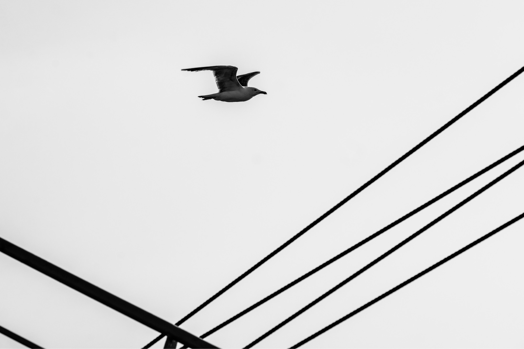 Seagull & ferry latch cables