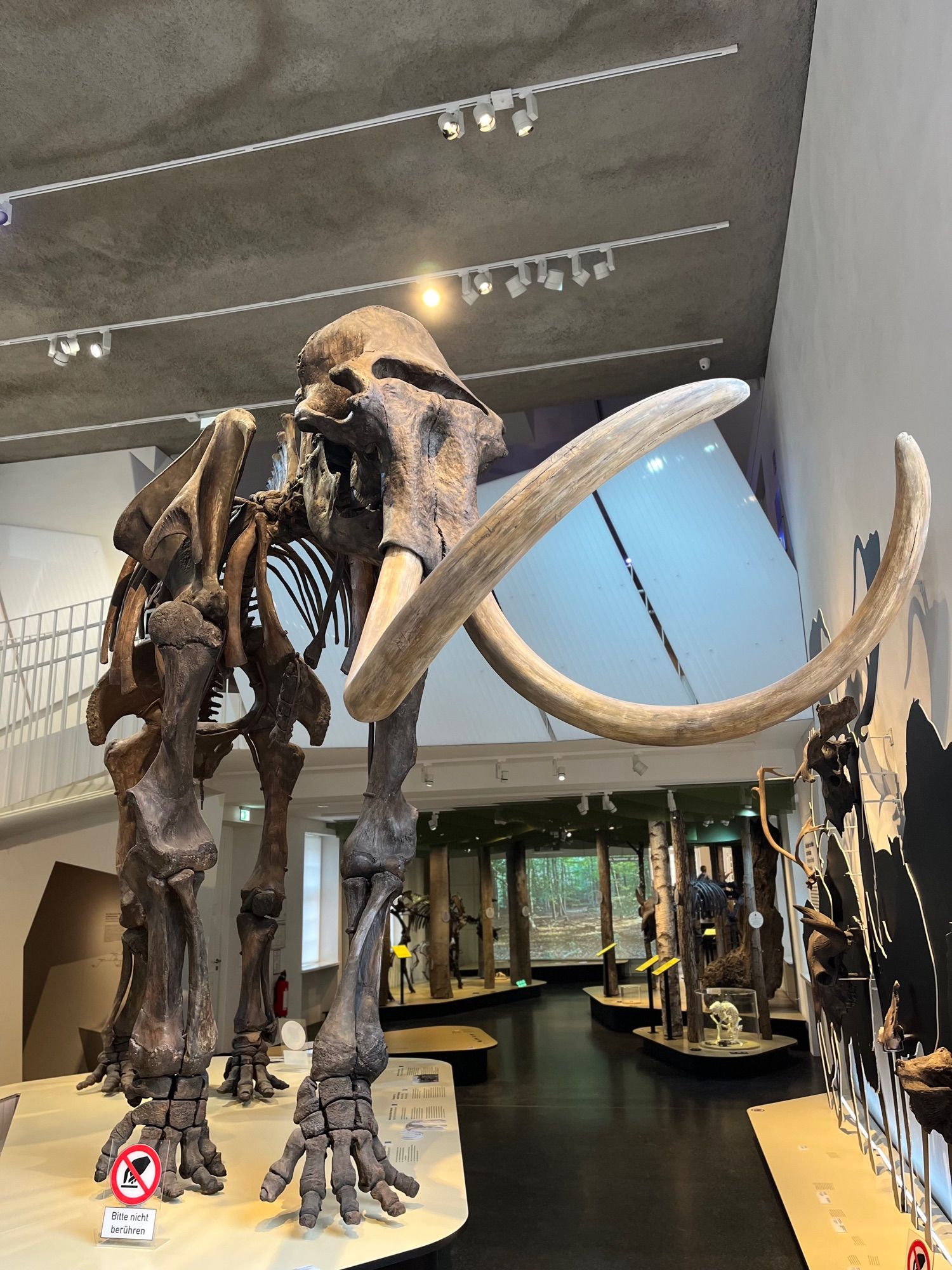 Mammutsklett im Geomueseum Münster