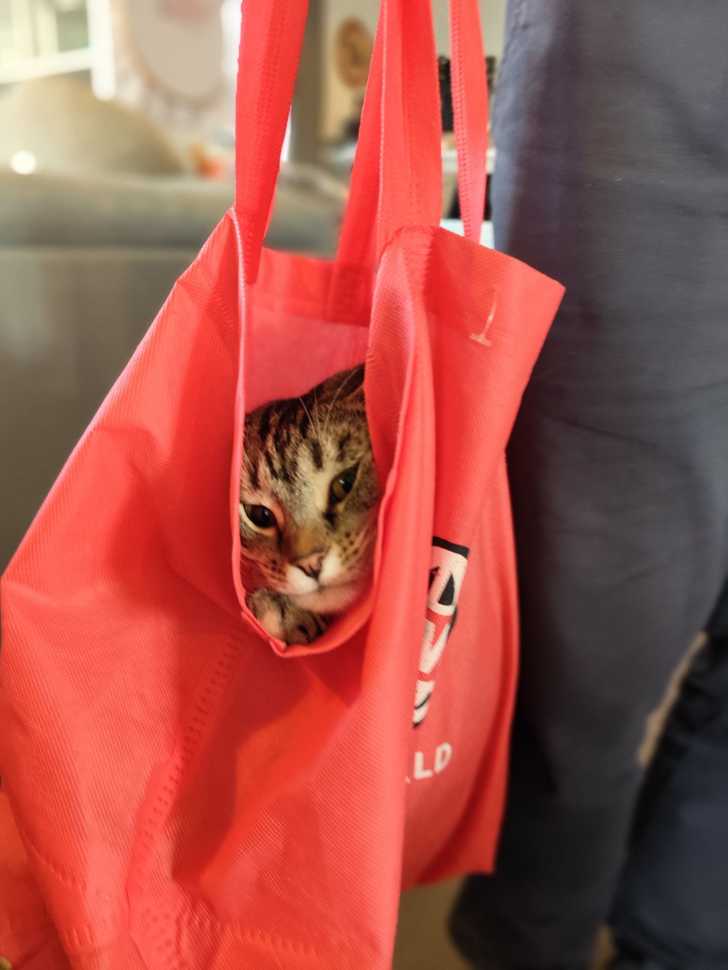 A silver tabby cat is being carried in a red grocery bag. Her face is poking out the top and looks a bit squashed, but she loves it.