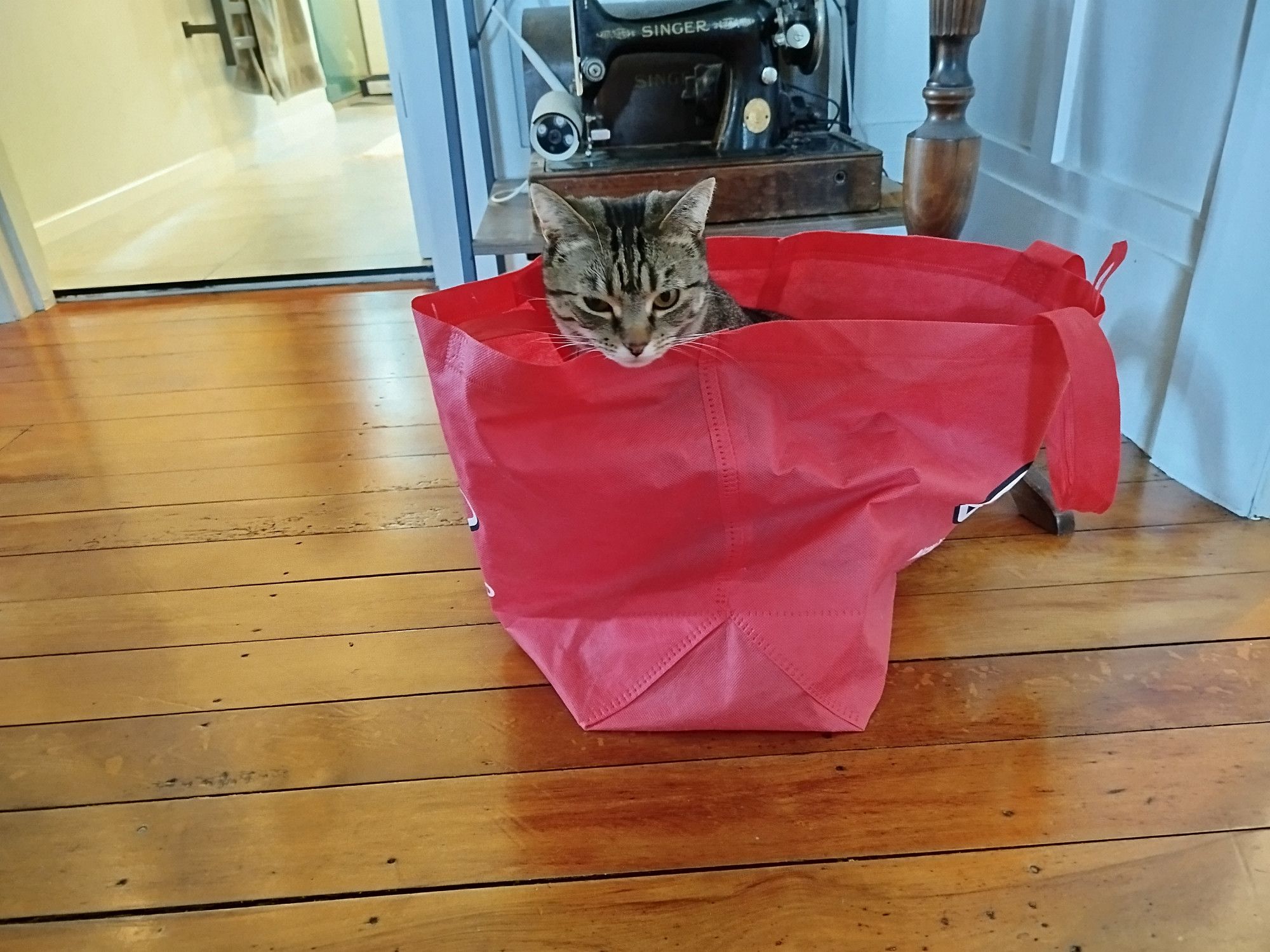 A silver tabby cat is sitting inside a red grocery bag on the floor. She puts herself inside all the time.