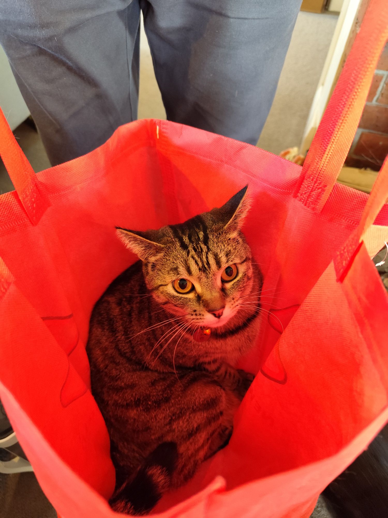 A silver stripped tabby cat is sitting in a red grocery bag. She is being lifted off the ground.