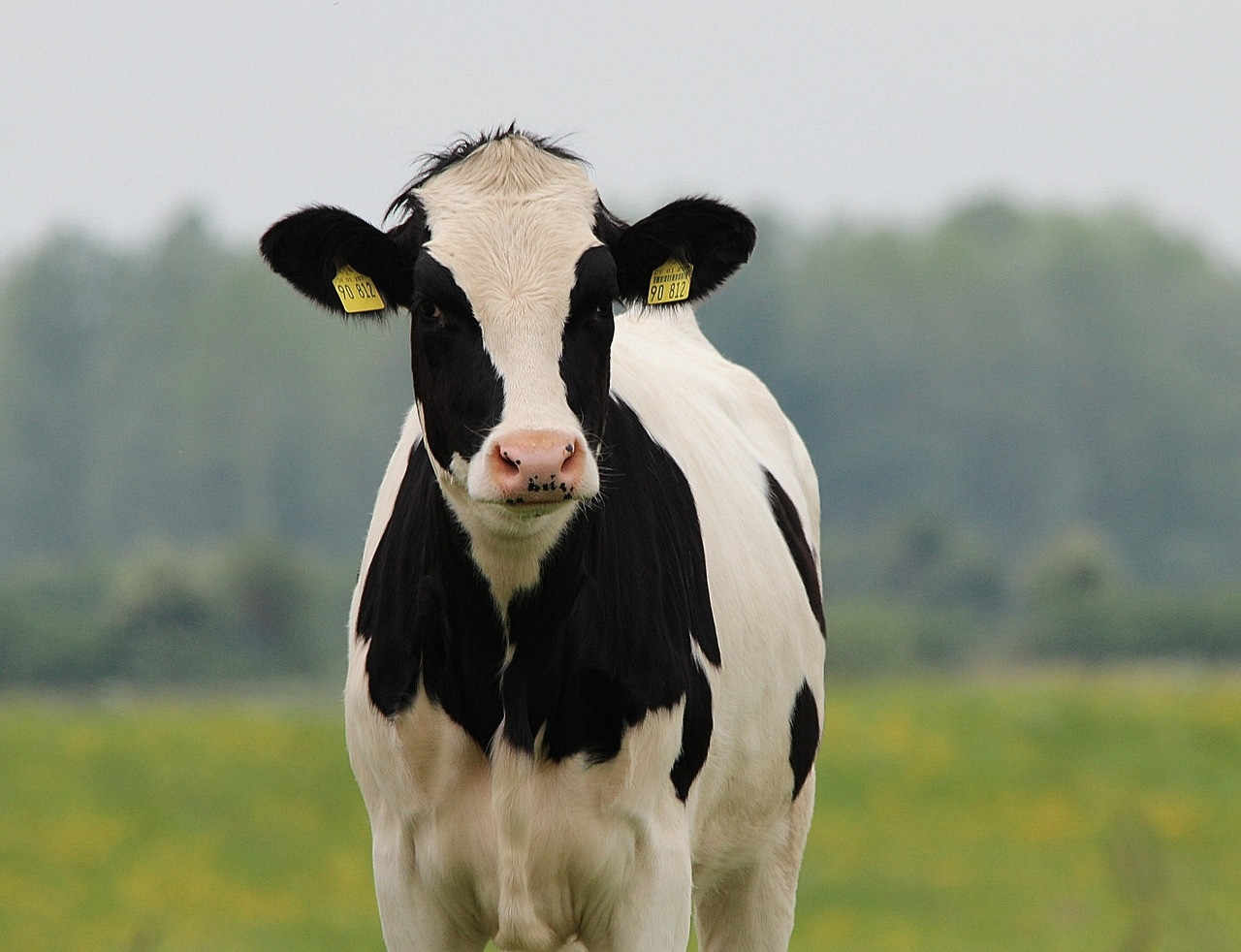 A dairy cow standing, looking bored.
