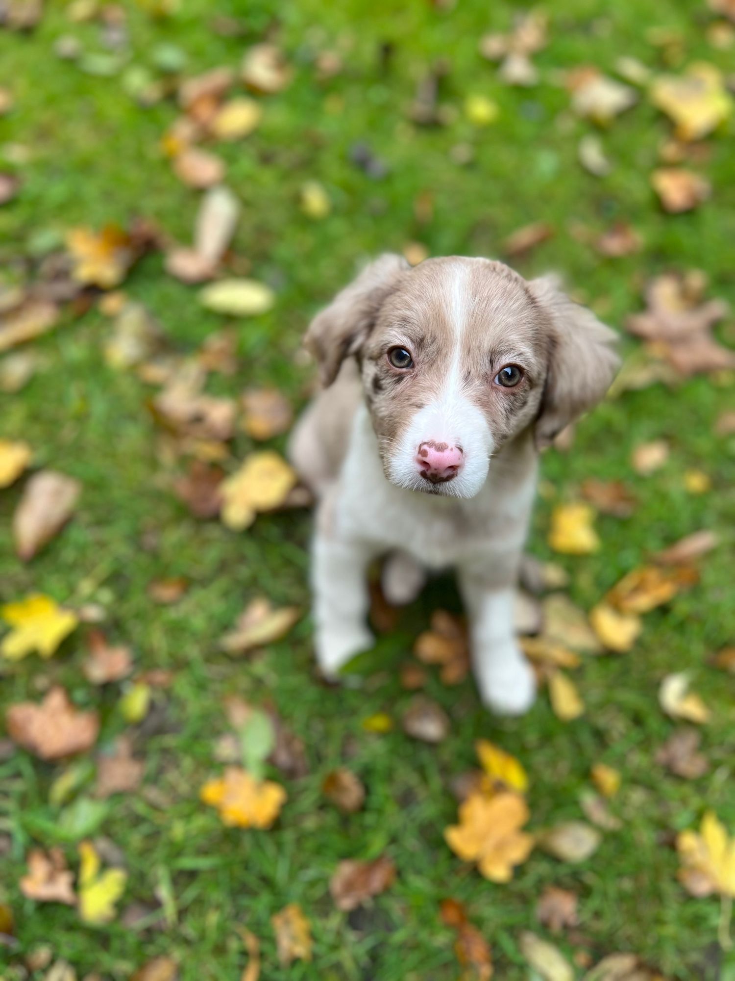 Sunny, eine Australien Shepherd x kleiner Münsterländer mix sitzt im Garten auf dem Boden. Überall liegen 🍁. Sie schaut direkt in die Kamera.