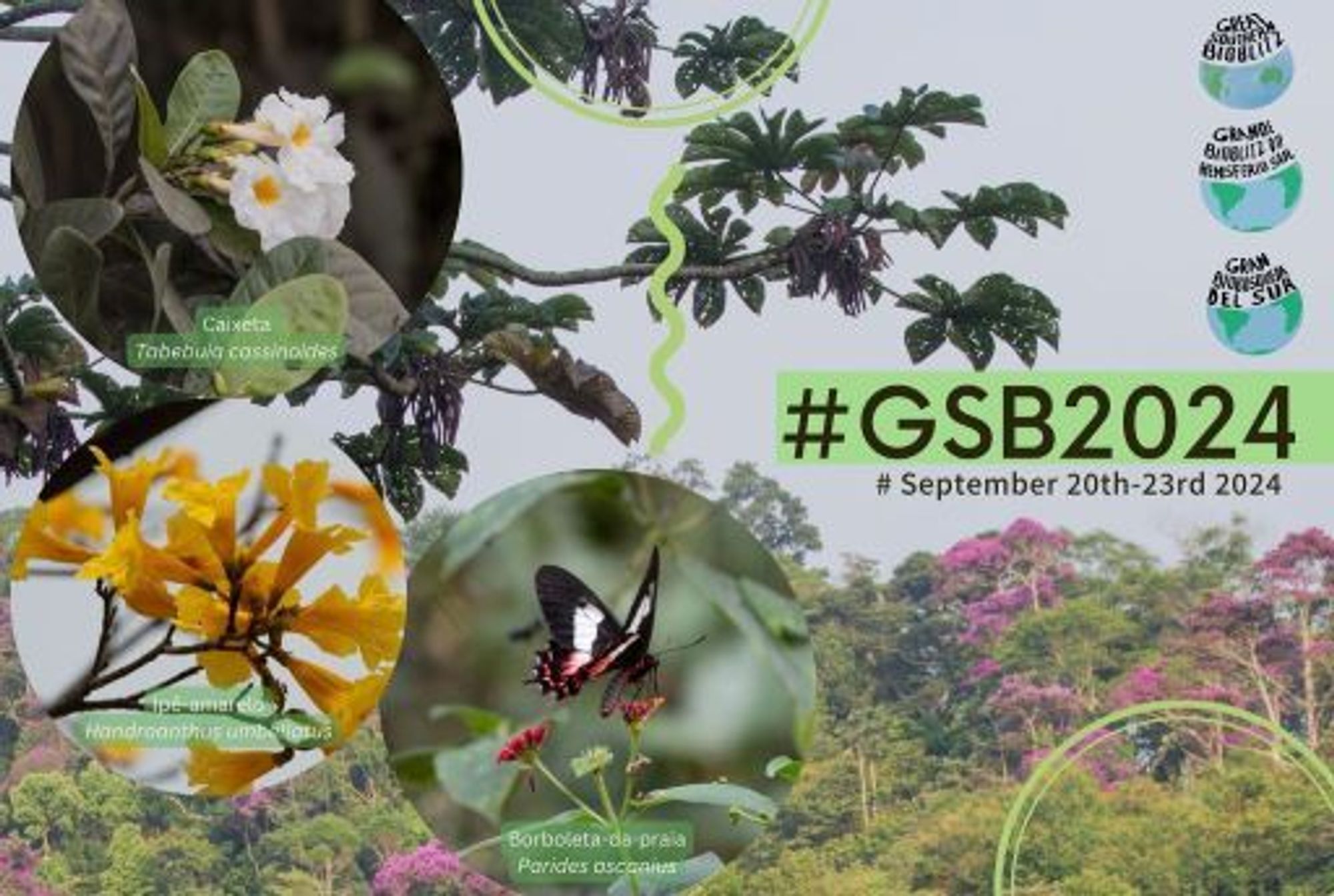 banner da grande bioblitz do hemisfério sul de 2024. 

a imagem traz uma colagem de quatro fotografias: o fundo é de uma floresta durante o dia, com o dossel ocupando até a metade inferior do quadro, à esquerda um ramo de árvore mais próximo preenche a parte superior da imagem. As três outras fotos são close-ups recortadas em círculos, como se fosse um zoom na floresta mostrando 1) uma flor de caixeta em ramo; 2) flores de ipê-amarelo e 3) uma borboleta-da-praia. 

Finalizando a montagem, à direita tem-se a logo da grande bioblitz com os dizeres em inglês, espanhol e português seguidas do letreiro #GSB2024; September 20th-23rd 2024. A logo é composta por um ícone do globo terrestre mostrando apenas o hemisfério sul, com "Grande Bioblitz do Hemisfério Sul" e suas traduções encaixado na parte superior do ícone.