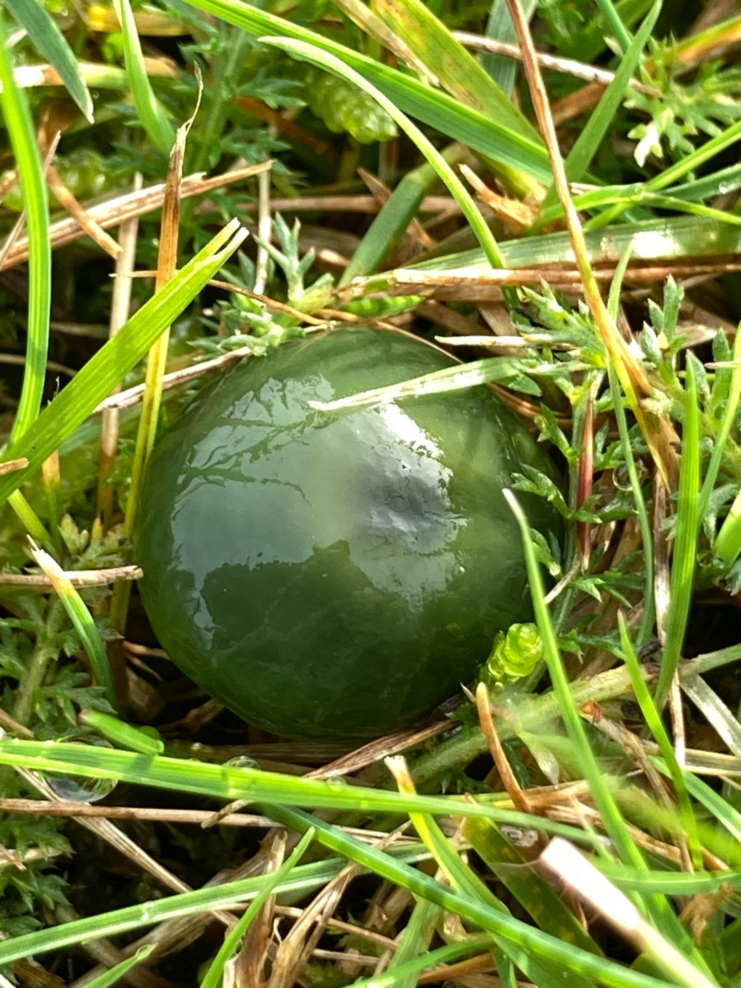 Emerging bright green, shiny button of a Parrot Waxcap