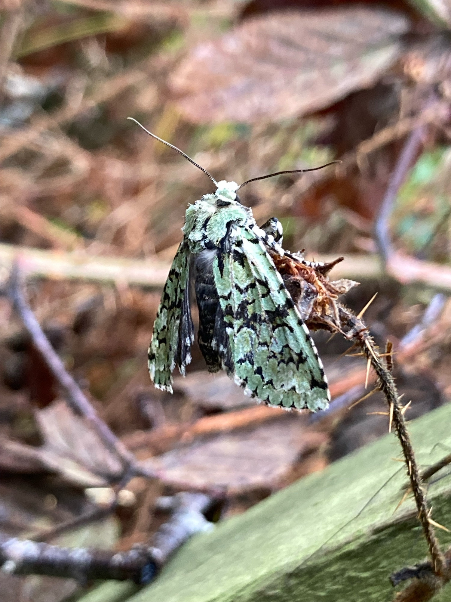 Green and black lichen-camouflaged Merveille du Jour moth