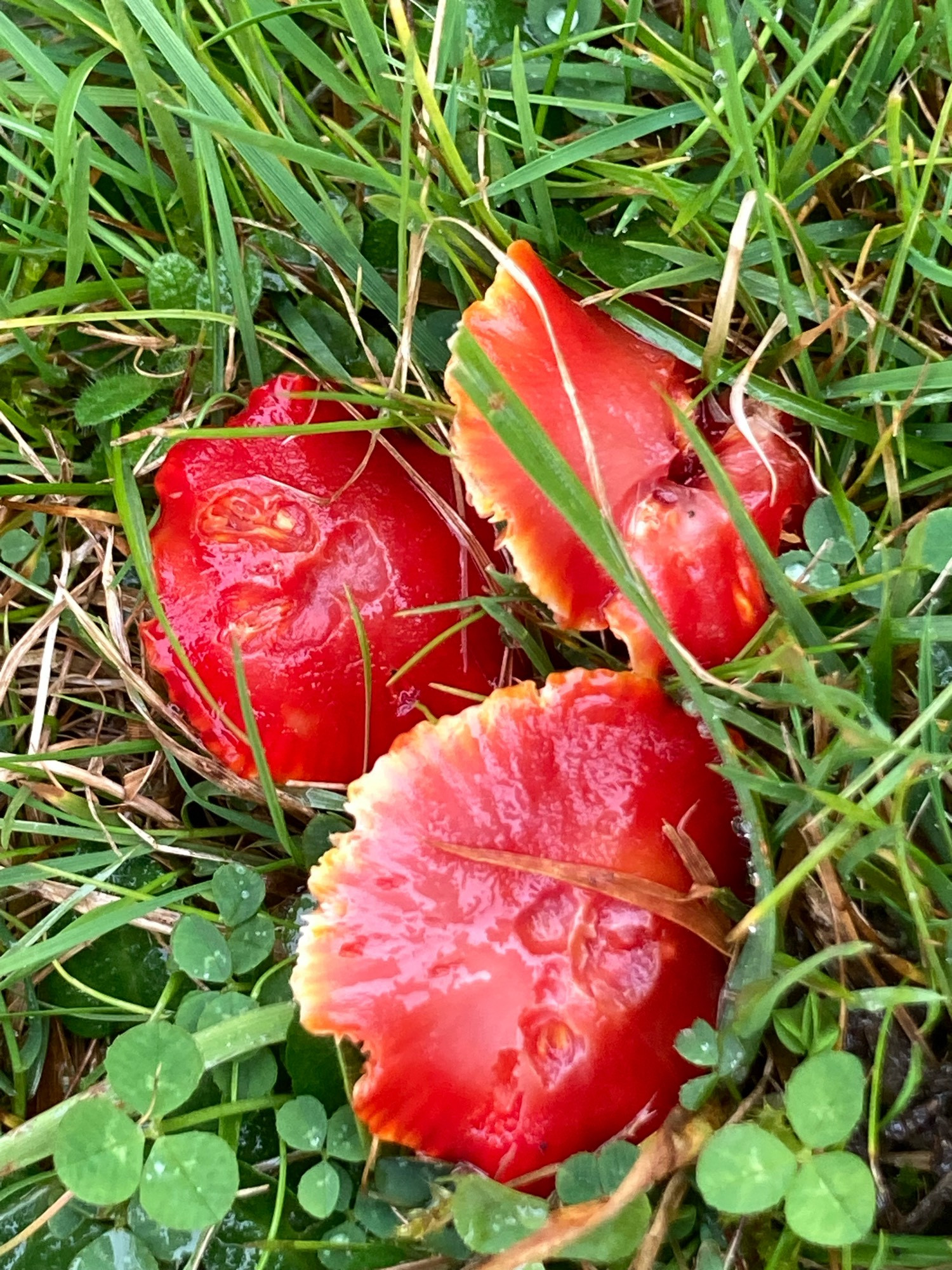 Probably Scarlet Waxcaps, three nestled together. To be checked with microscope. The only red ones we saw