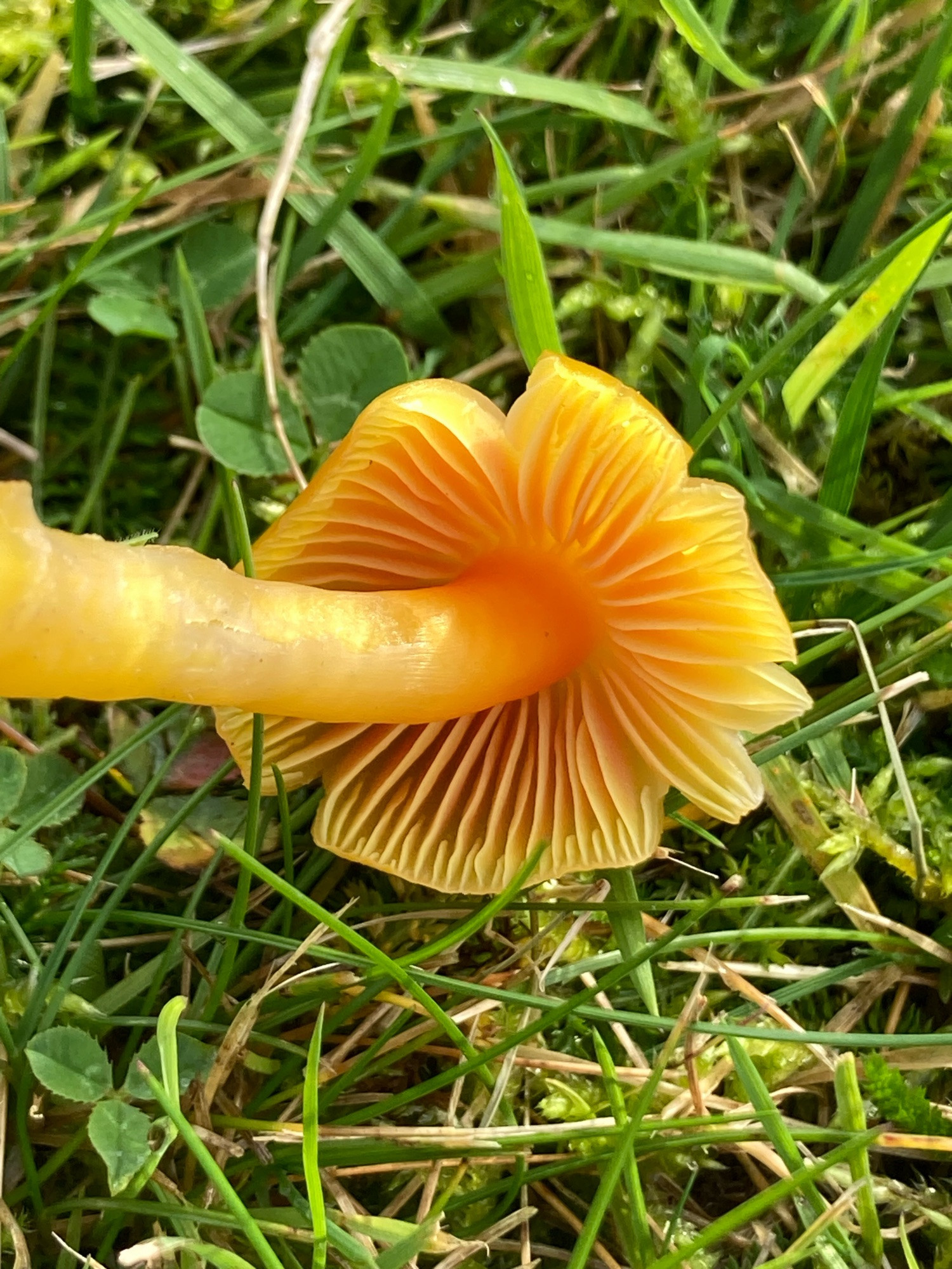 Oily Waxcap with smell of bugs. Showing salmon-tinged gills