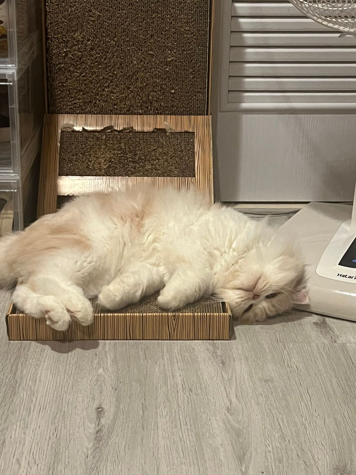 nong milner, a fluffy white cat with a light brown head and light brown little patches on his body, layed out over a brown scratchy toy