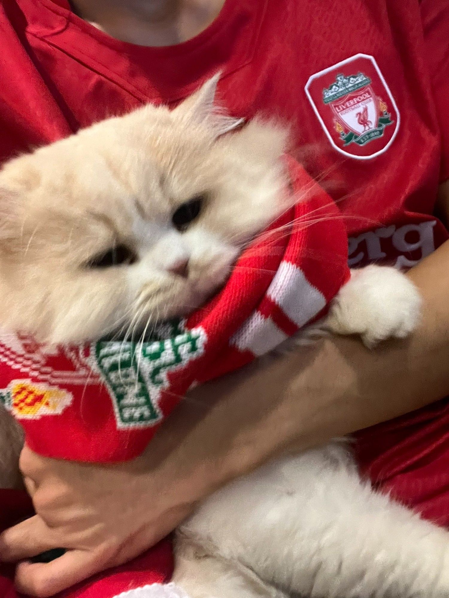 long suffering nong milner, a fluffy white cat with a light brown head, looking rather unhappy wrapped in a liverpool scarf. perhaps he supports a different team.