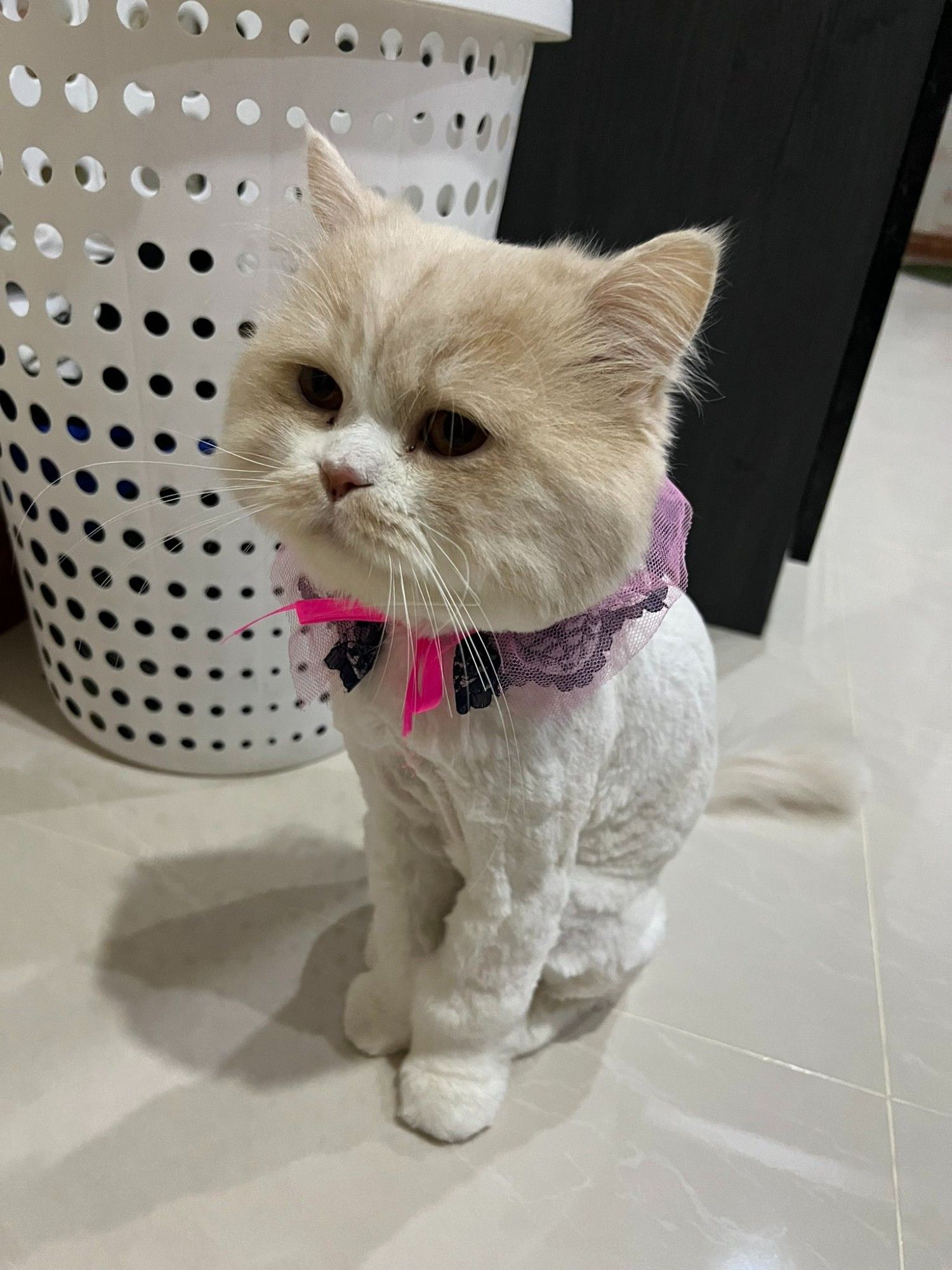 nong milner, a fluffy white cat with a light brown head,  sitting near a laundry basket wearing a pink, black, and purple lacy collar