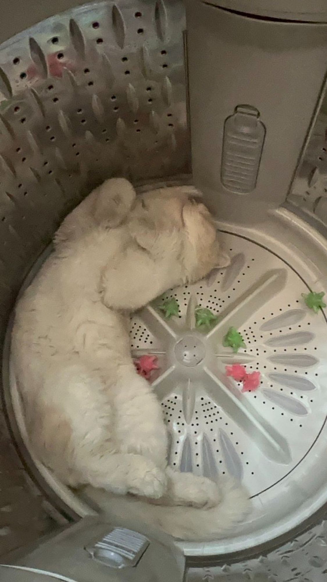 nong milner, a fluffy white cat with a light brown head, sprawled on his back in a washing machine