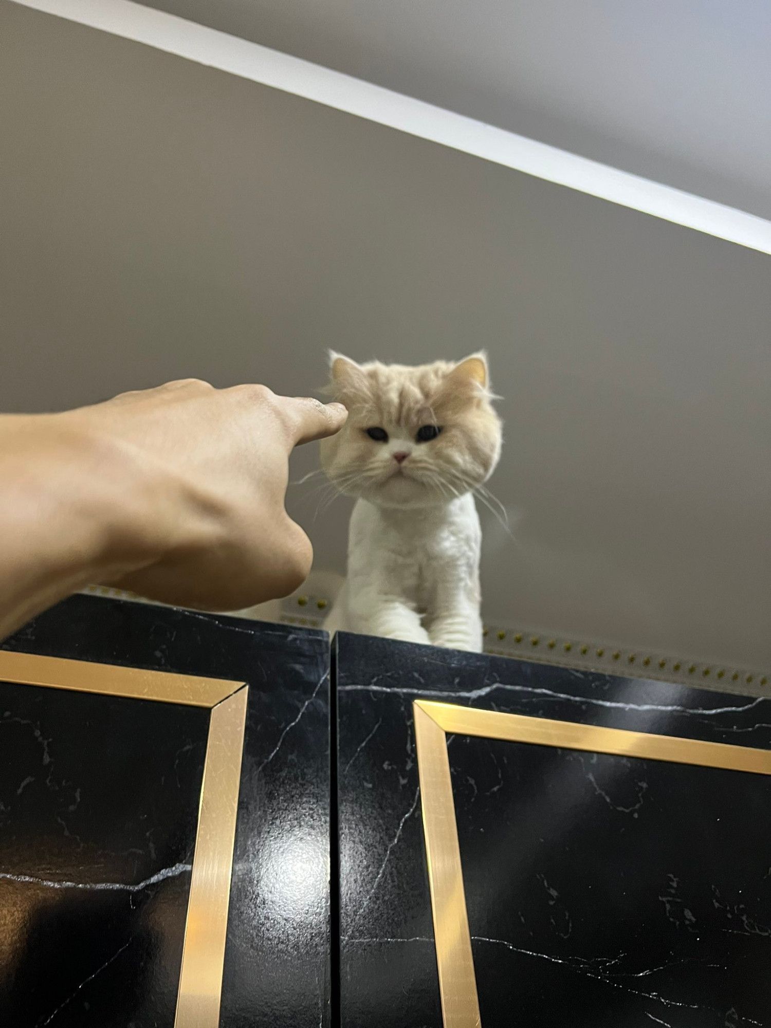 nong milner, a (less) fluffy white cat with a poofy light brown head, body shaved, at the top of a closet with his owner jjay pointing at him to get down. milner is looking at jjay defiantly.