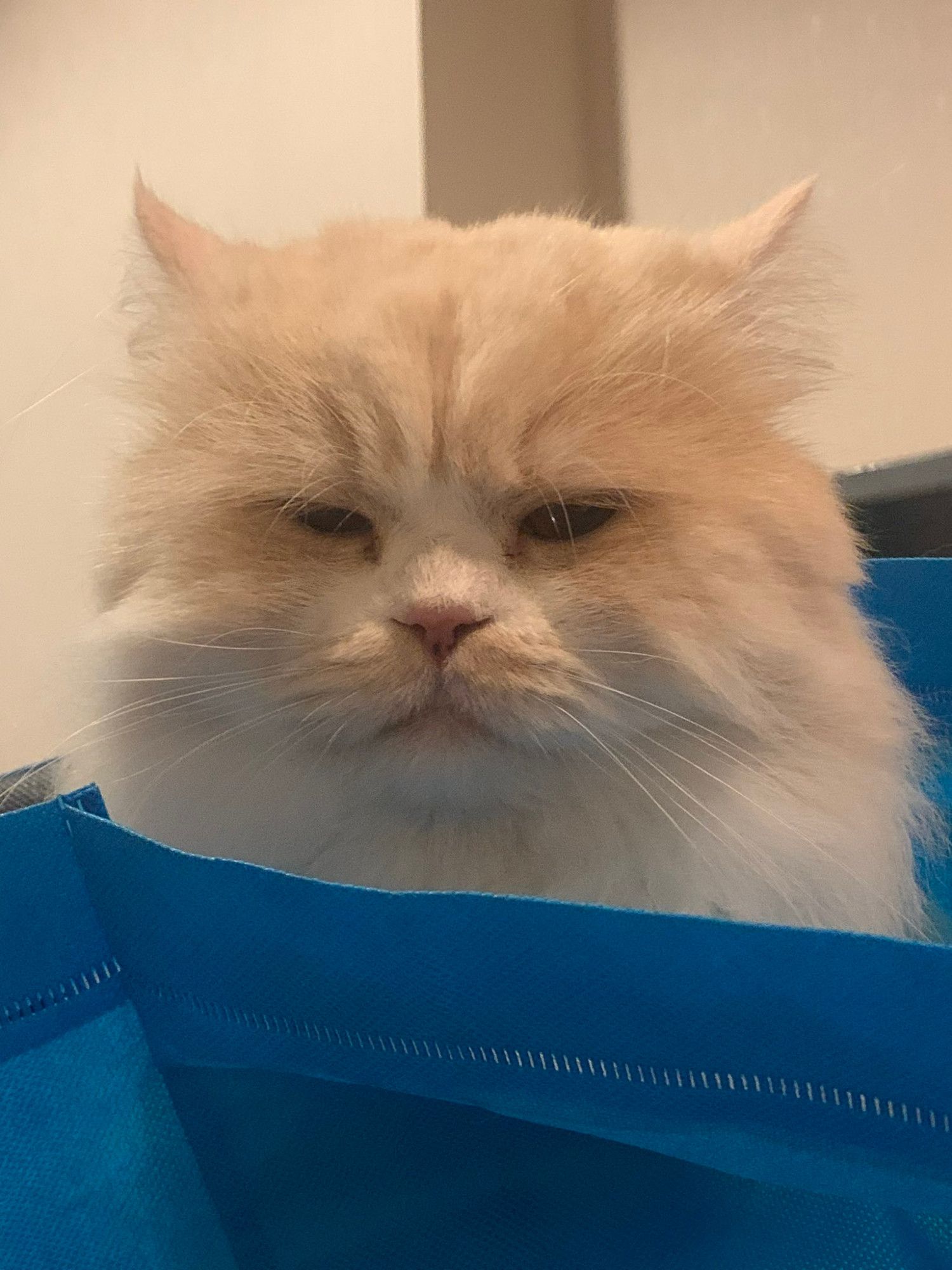 nong milner, a fluffy white cat with a light brown head, in a blue bag looking out sleepily over the top