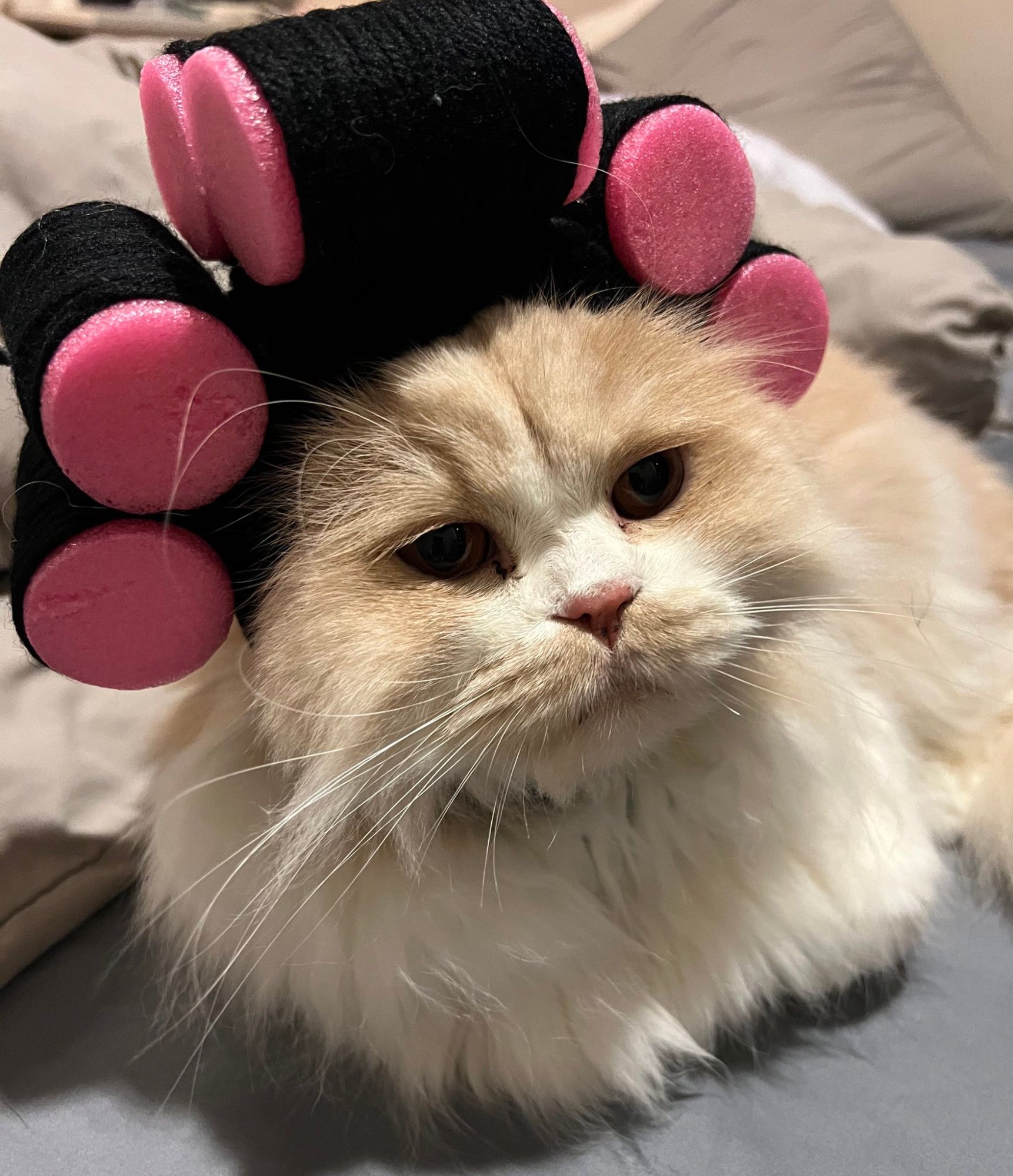 nong milner, a fluffy white cat with a light brown head, wearing a hat that looks like hair curlers