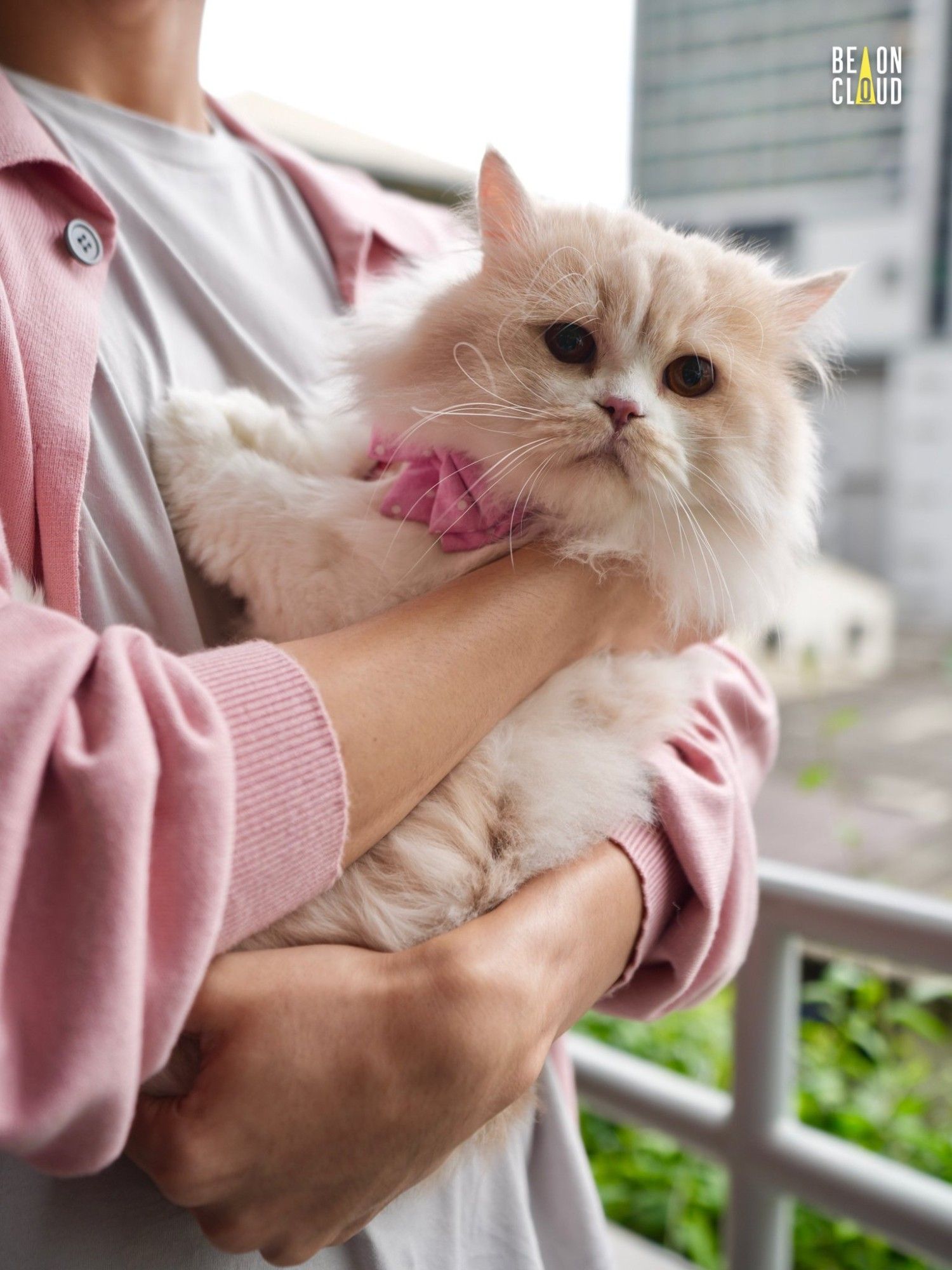 nong milner, a fluffy white cat with a light brown head, wearing a pink bow around his neck and being carried by his human, jjay