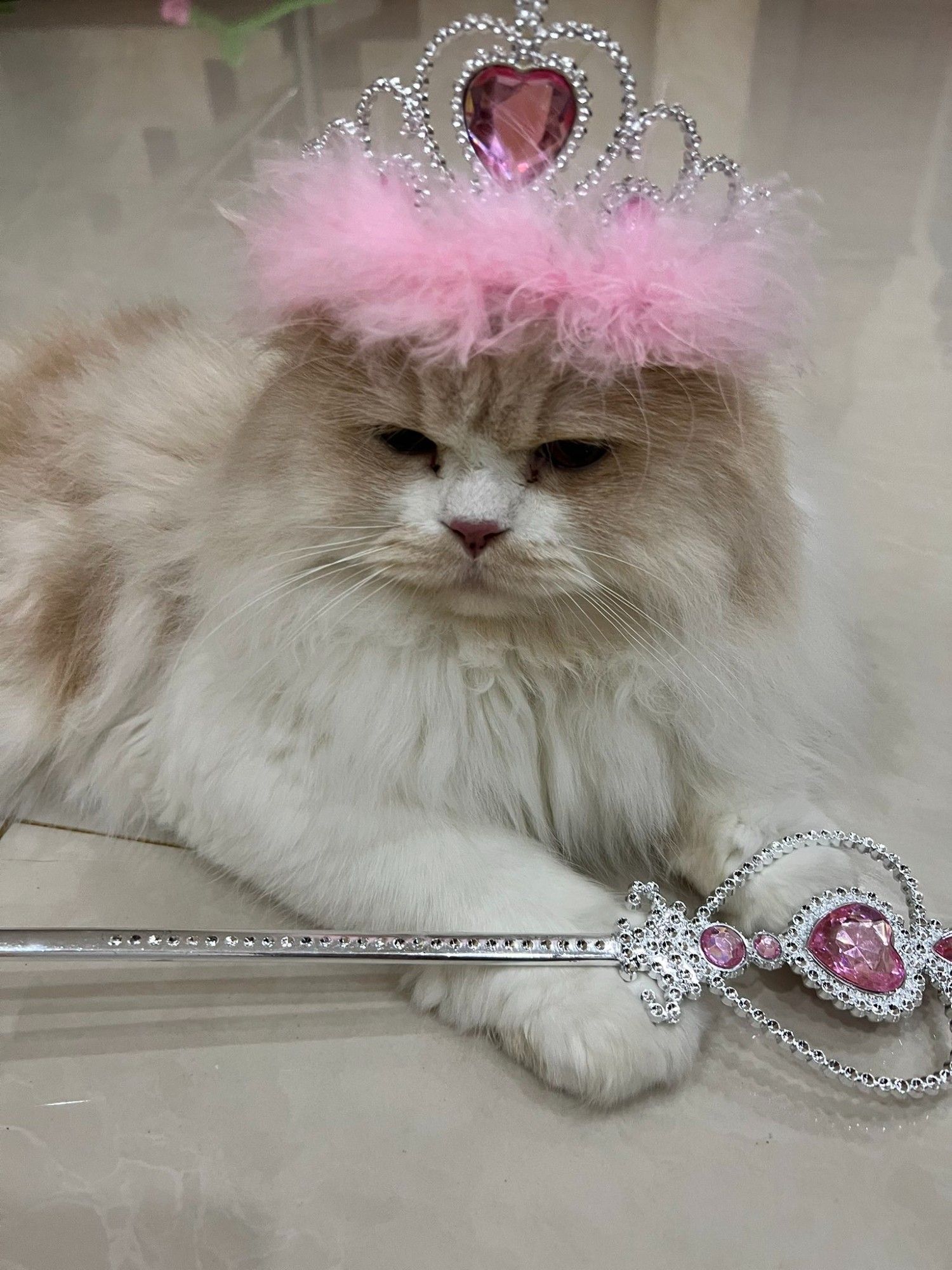 nong milner, a fluffy white cat, with a pink fluffy princess crown and princess wand