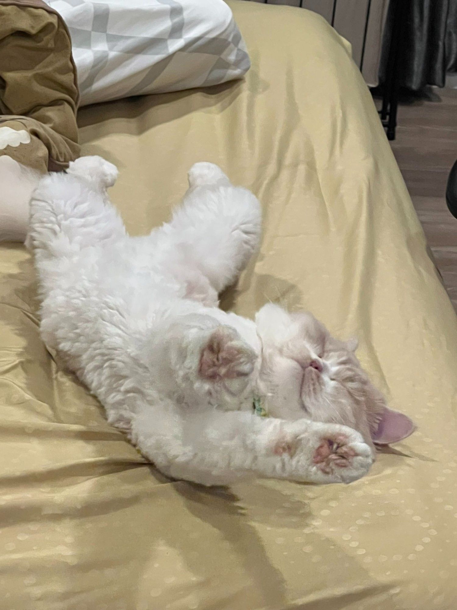 nong milner, a fluffy white cat with a light brown head, on a yellow sheeted bed on his back with his back and front legs all stretched out. he looks like he's smiling