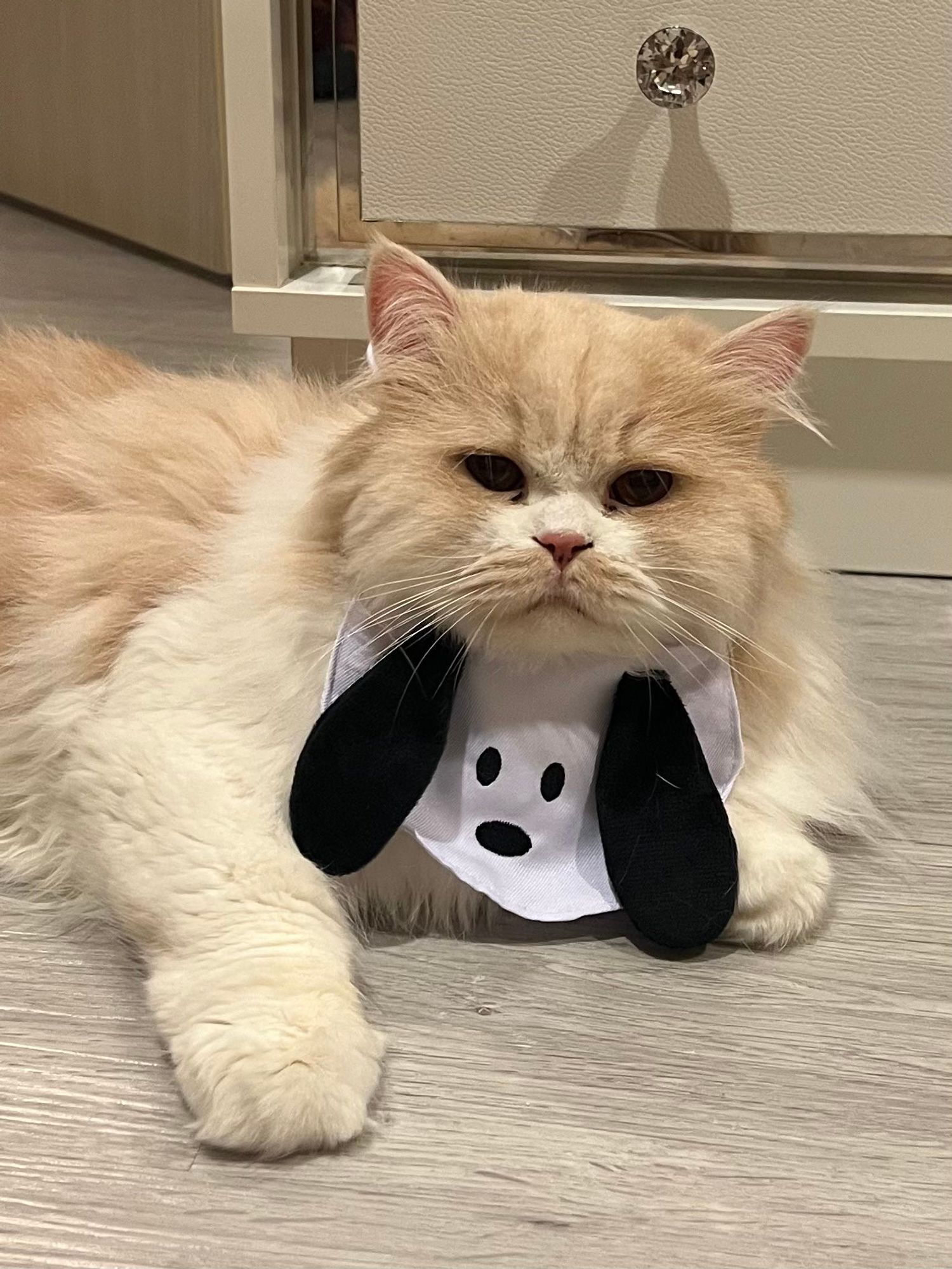 nong milner, a fluffy white cat with a light brown head and light brown patches on his body, lying on his tummy and looking chagrined wearing a snoopy bib