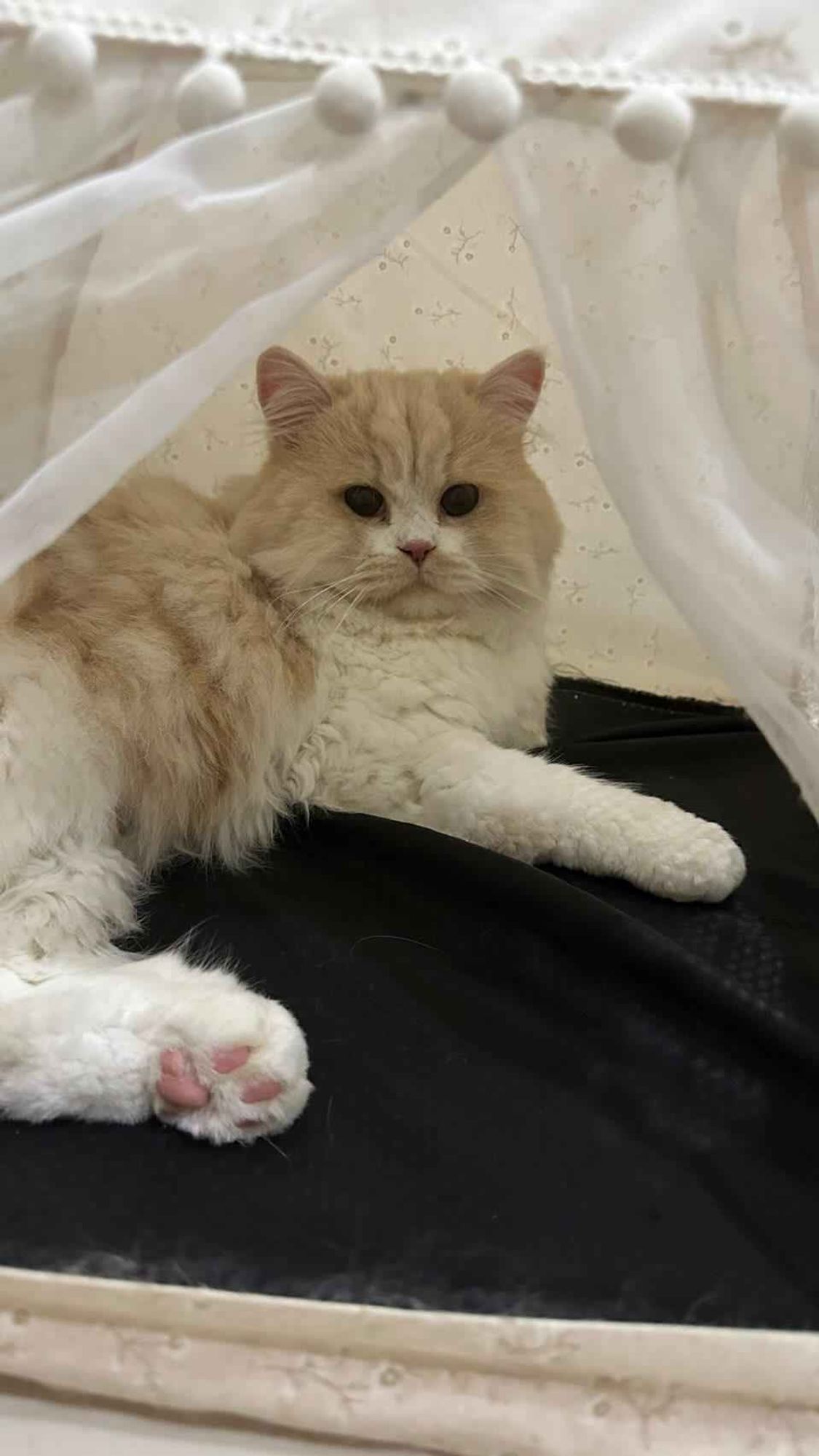 nong milner, a fluffy white cat with a light brown head, laying in a little white tent. his lil pink toe beans are visible