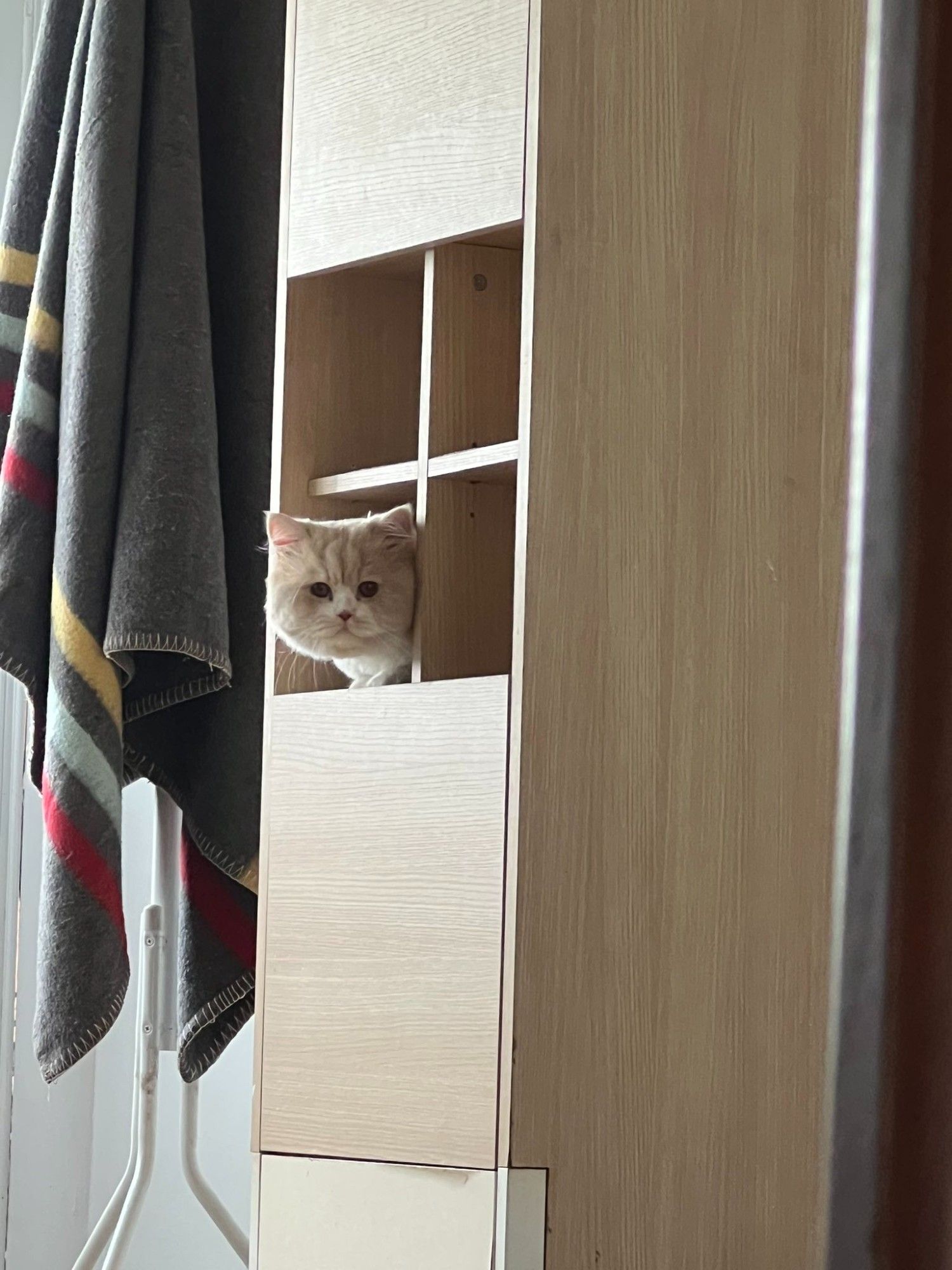 nong milner, a fluffy white cat with a light brown head, sticking his lil head out from a square opening on a shelf