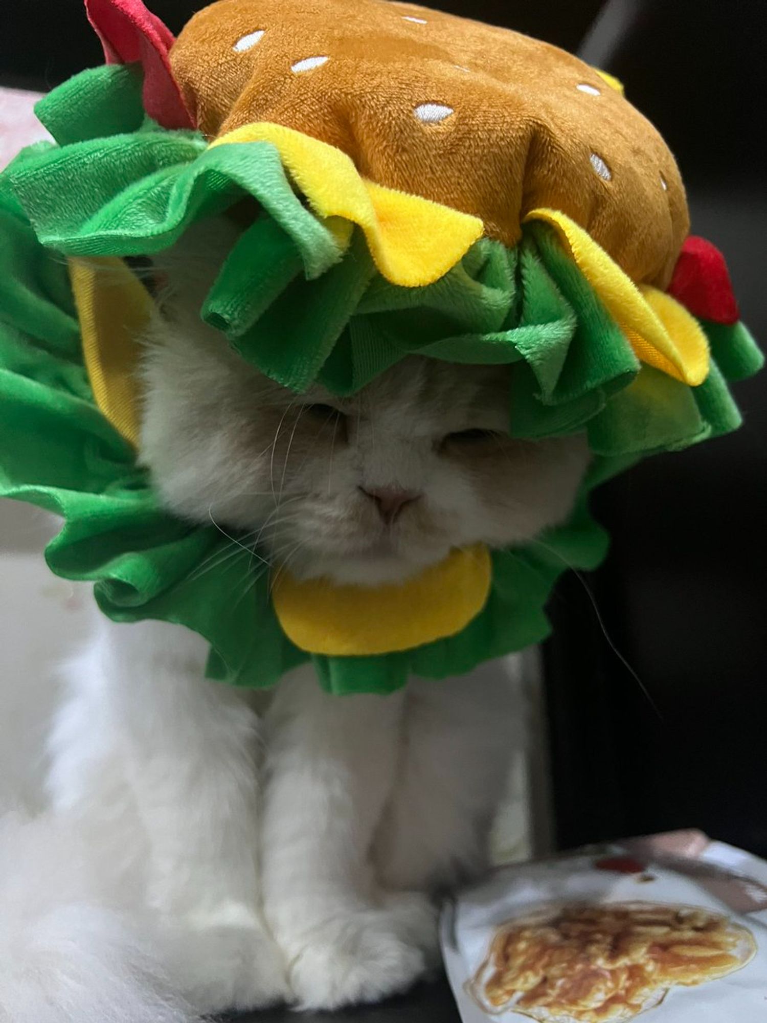 nong milner, a fluffy white cat with a light brown head,  wearing a hamburger hat