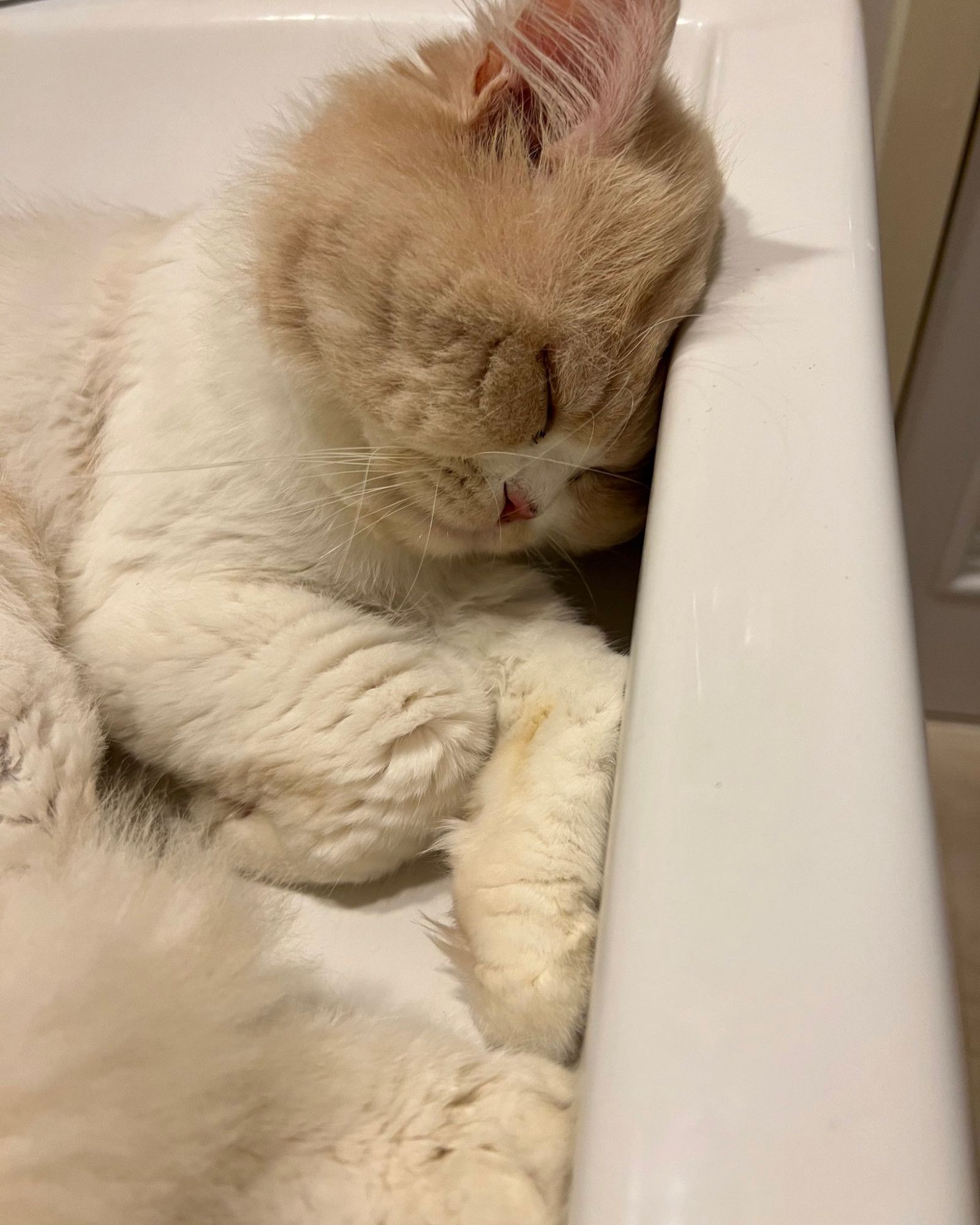 nong milner, a fluffy white cat with a light brown head, curled up asleep with his head resting against the edge of a white sink