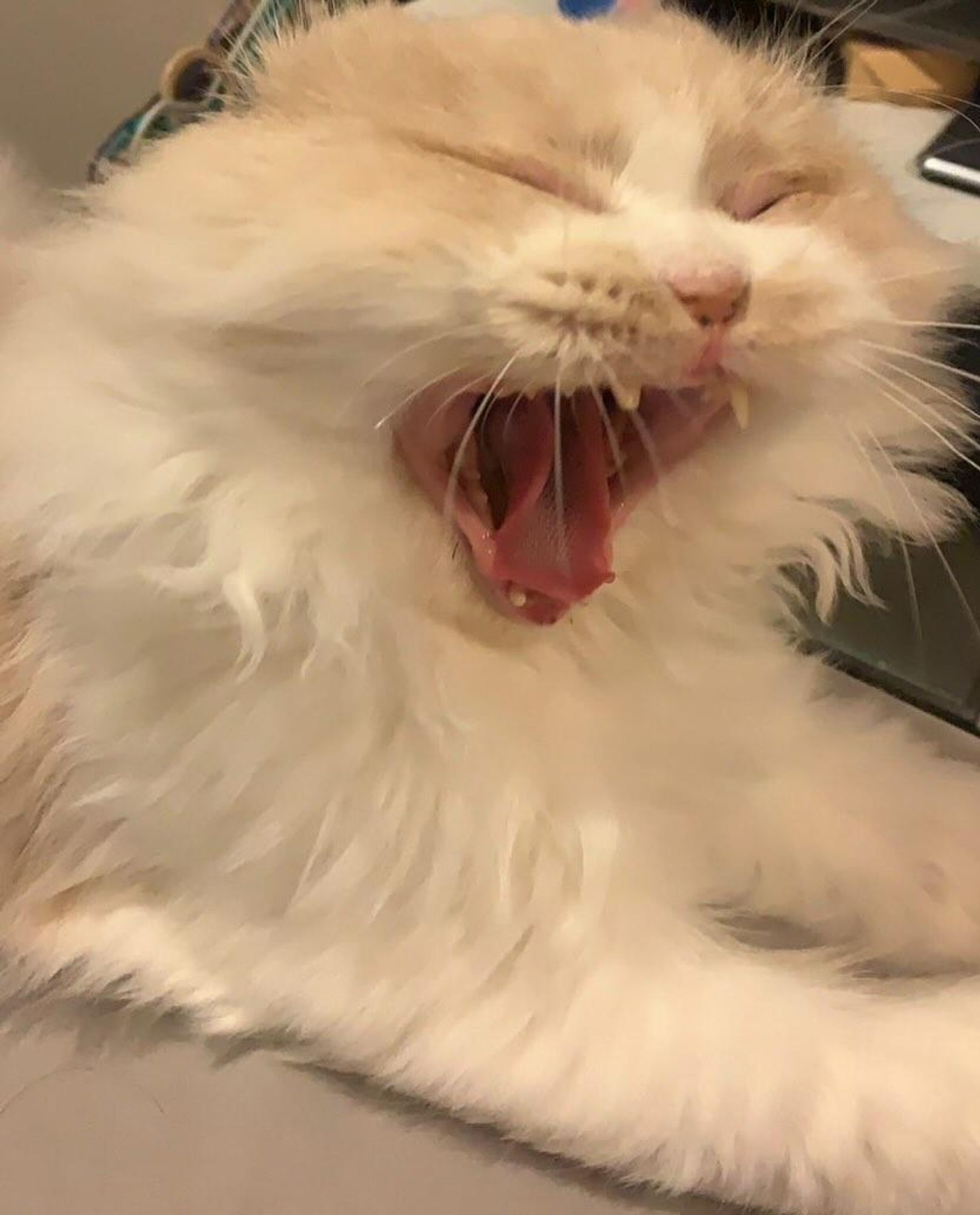 nong milner, a fluffy white cat with a light brown head, shot close up while yawning and showing nearly all his lil teefs