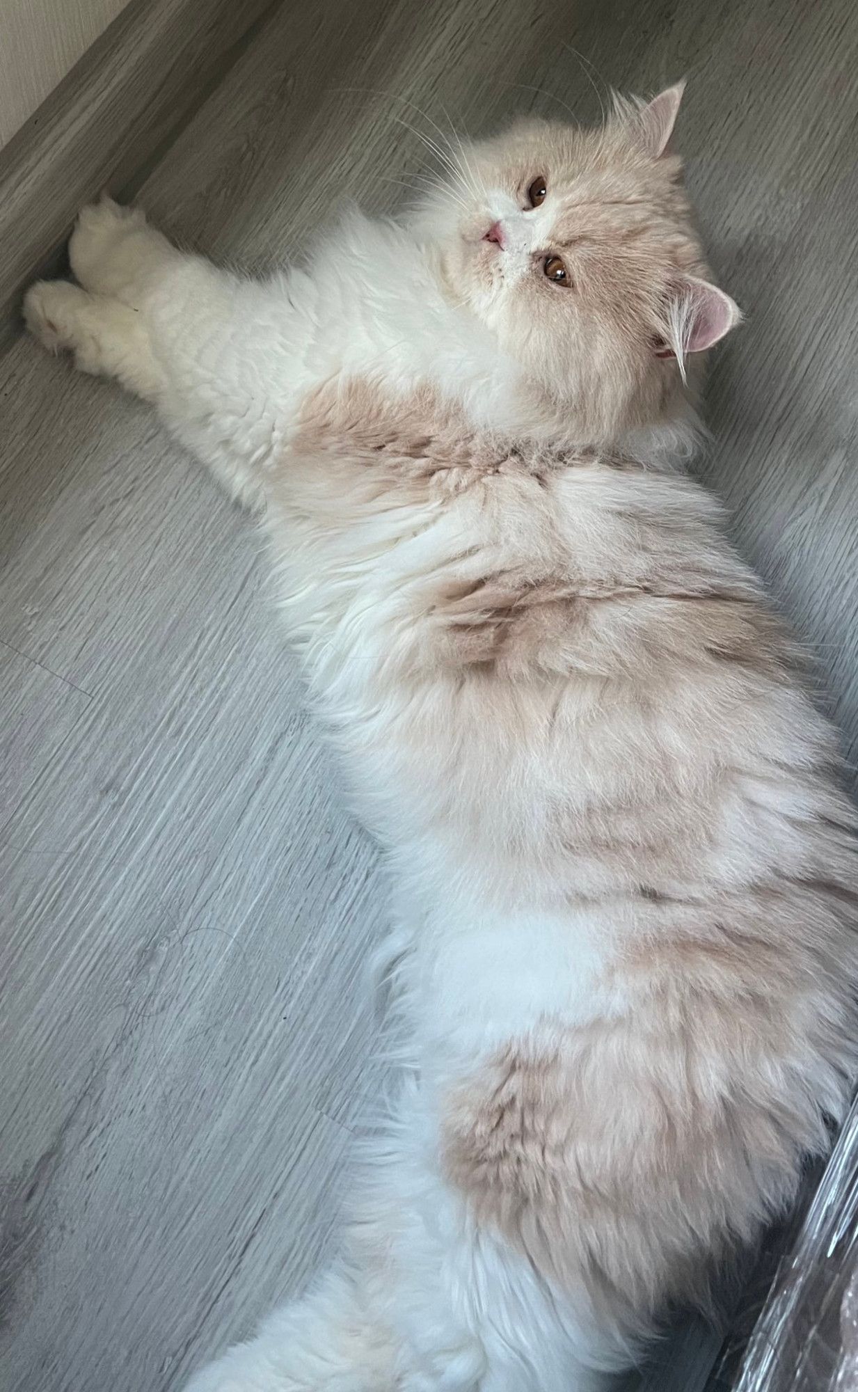 nong milner, a fluffy white cat with a light brown head and patchy brown body, looking extra super fluffy lying on a wood floor and looking up