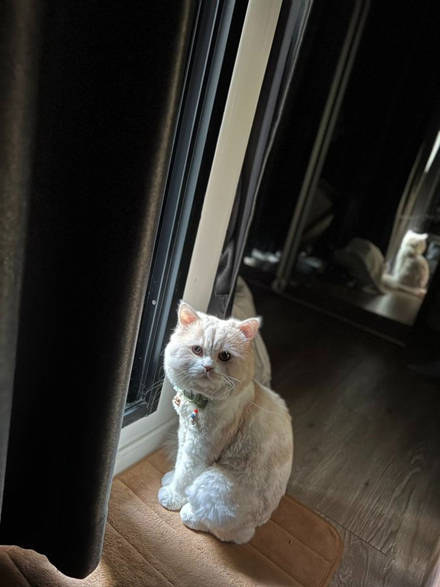 nong milner, a fluffy white cat with a light brown head, sitting in front of a window and staring at the camera