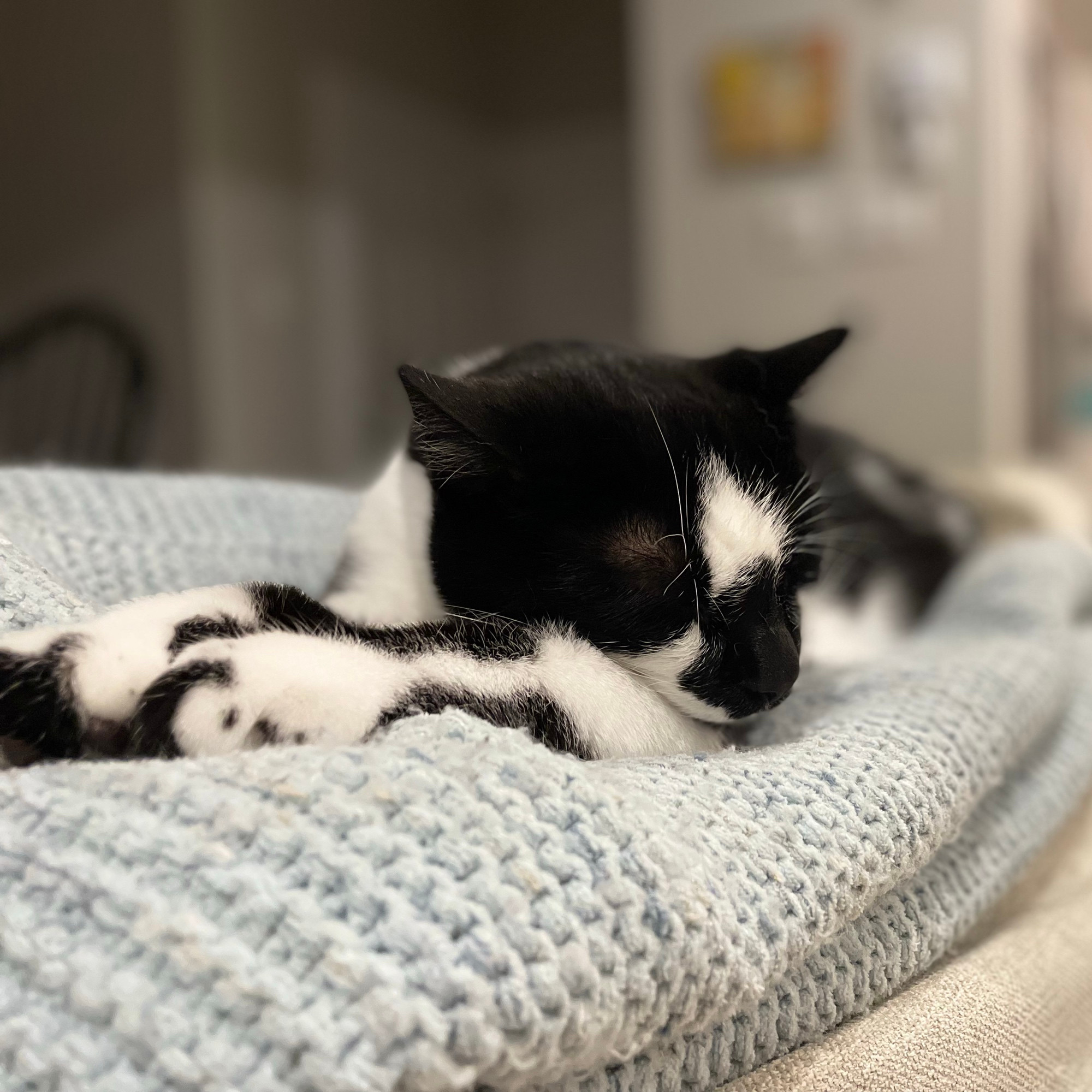 Tuxedo cat napping on a blue blanket on the back of a sand coloured couch. 