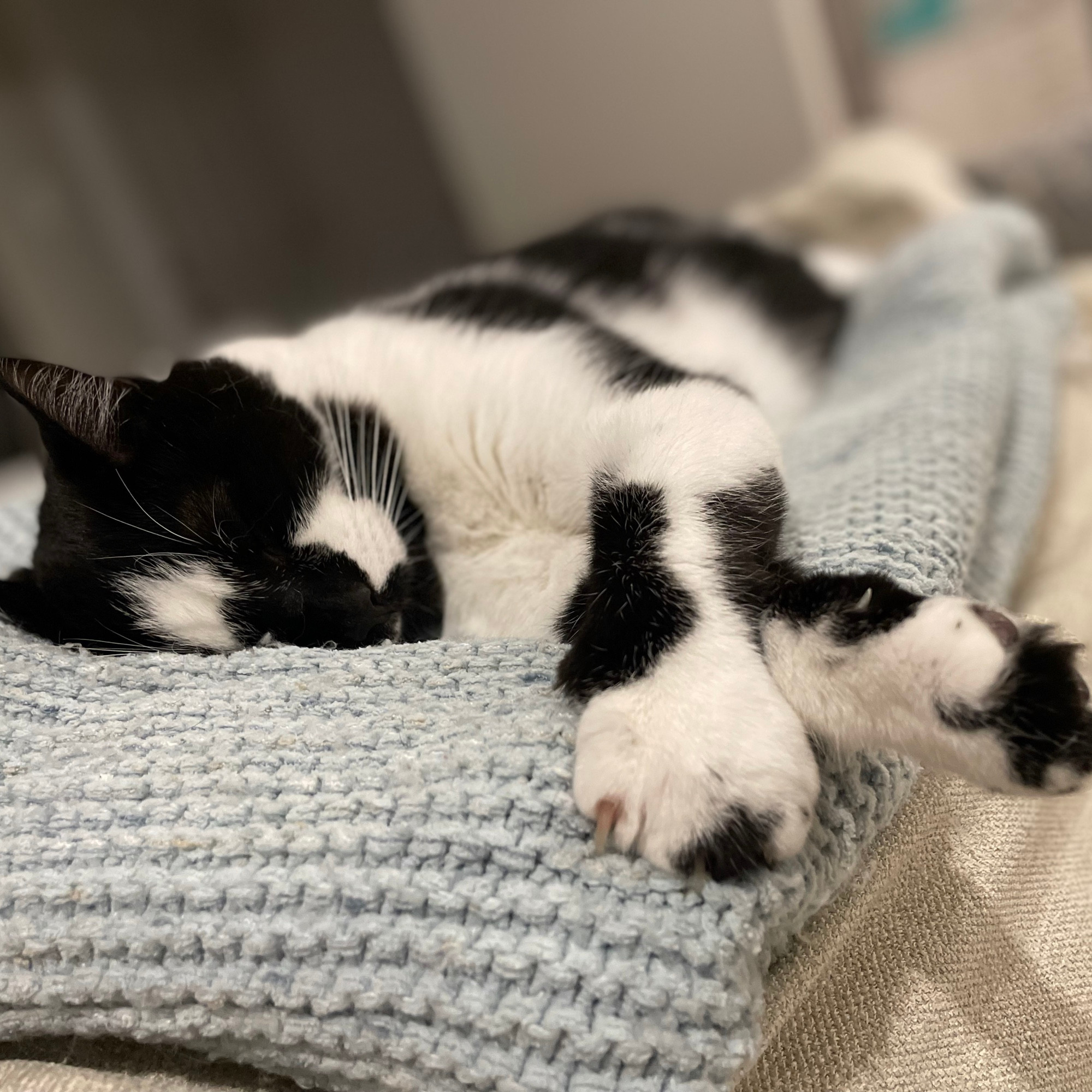 Tuxedo cat napping on a blue blanket on the back of a sand coloured couch. 