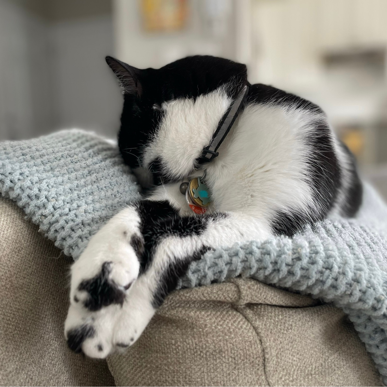 Tuxedo cat napping on a blue blanket on the back of a sand coloured couch. 